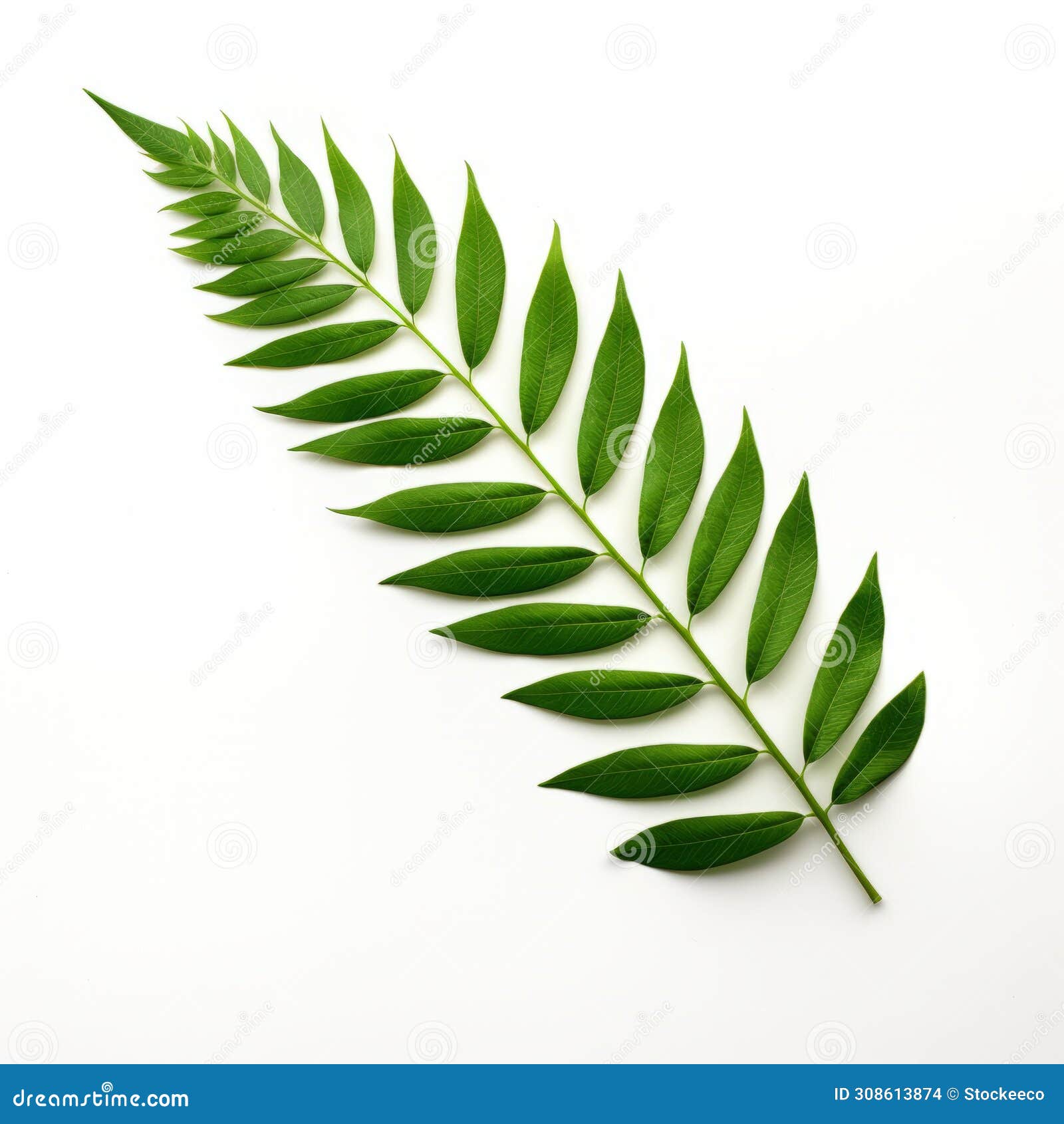 aerial view of fern leaf on white background