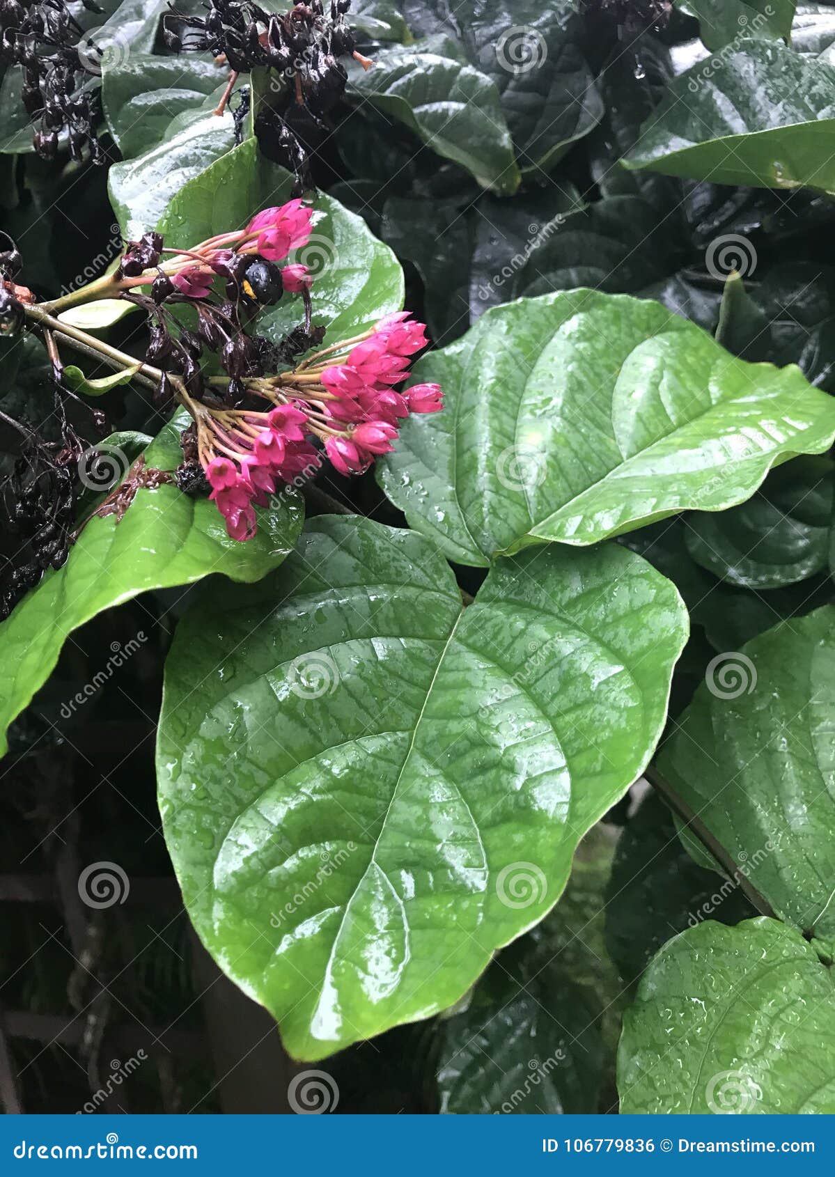 Leaf and flower stock photo. Image of leaf, natural 106779836