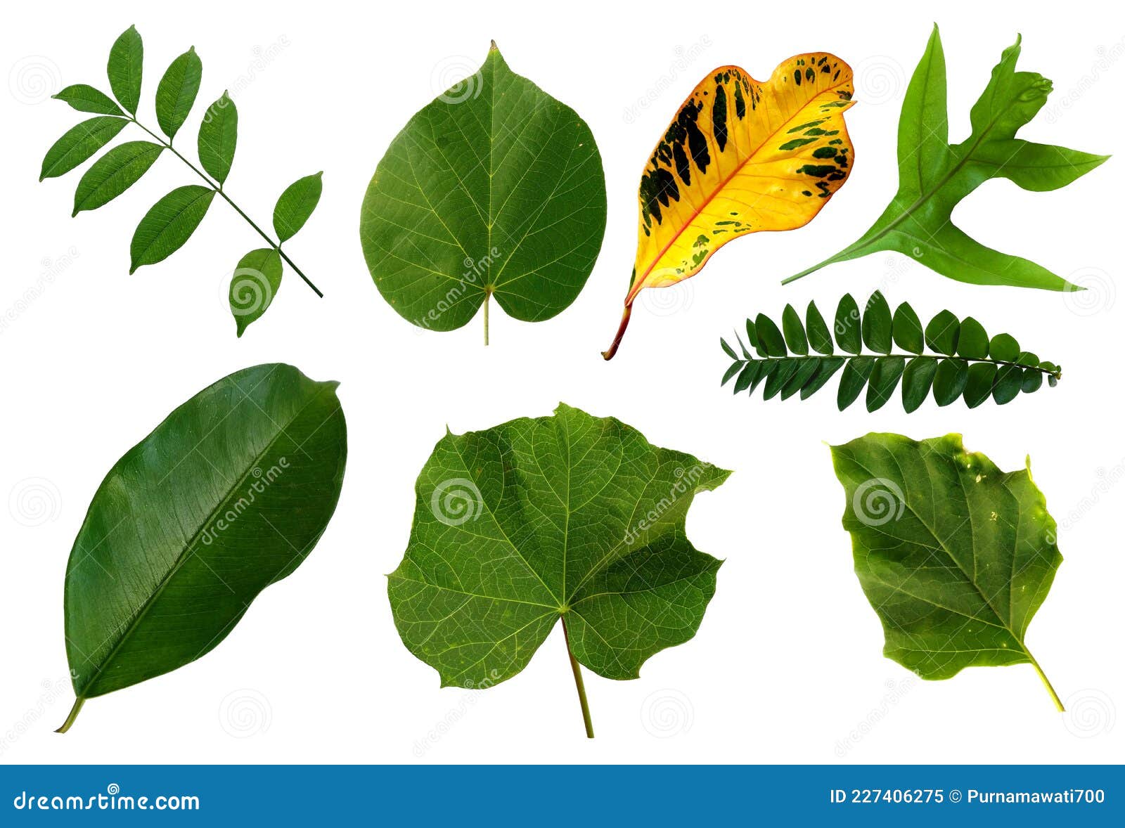 Leaf Frame or Leaves Decoration. Leaf on White Background. Stock Image Image of house, natural