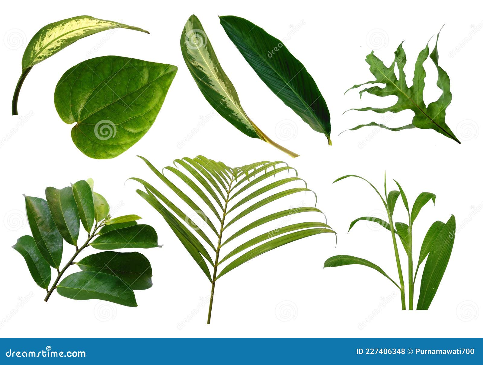 Leaf Frame or Leaves Decoration. Leaf on White Background. Stock Photo Image of beauty