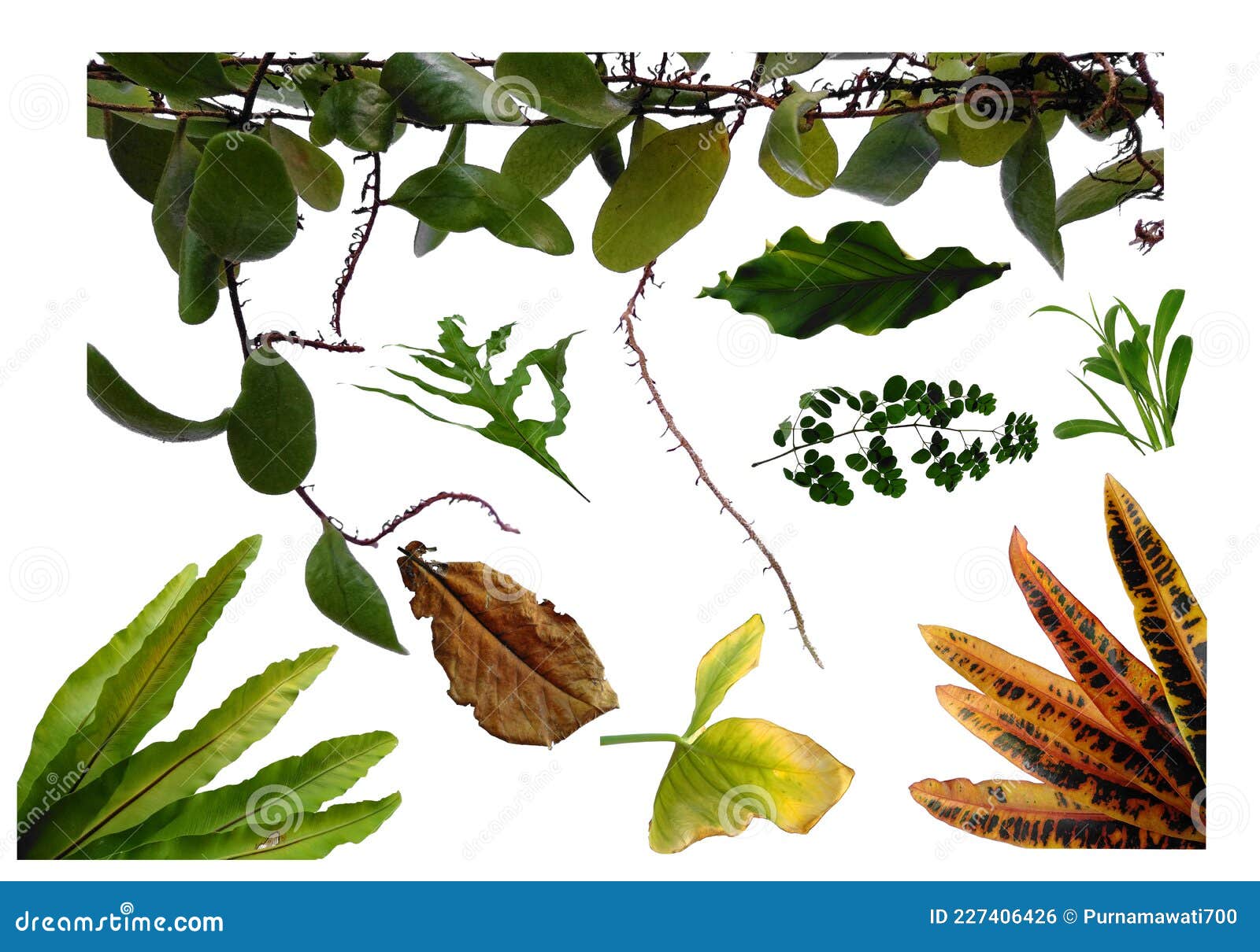 Leaf Frame or Leaves Decoration. Leaf on White Background. Stock Photo Image of flowers, color