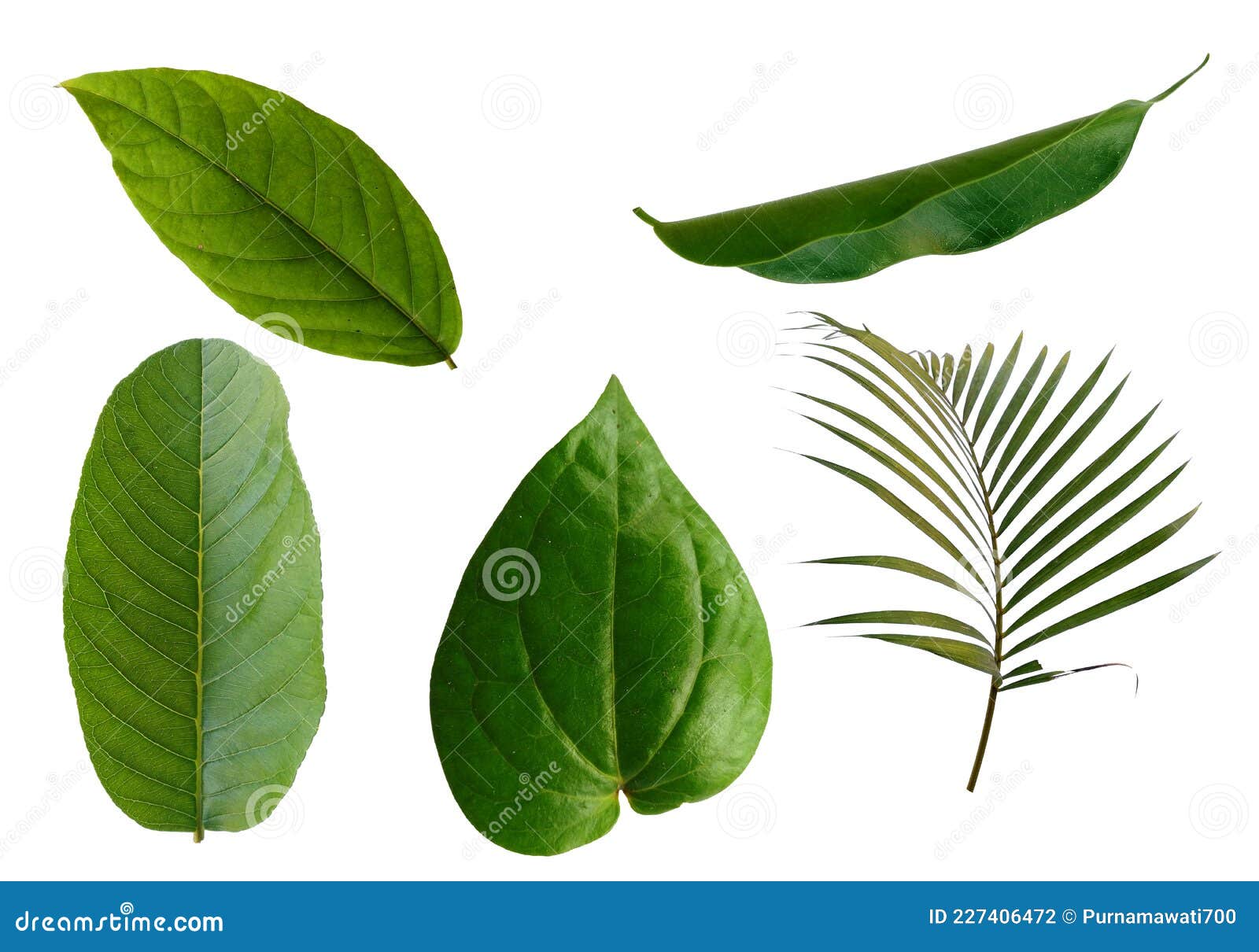Leaf Frame or Leaves Decoration. Leaf on White Background. Stock Photo Image of palm, outdoor