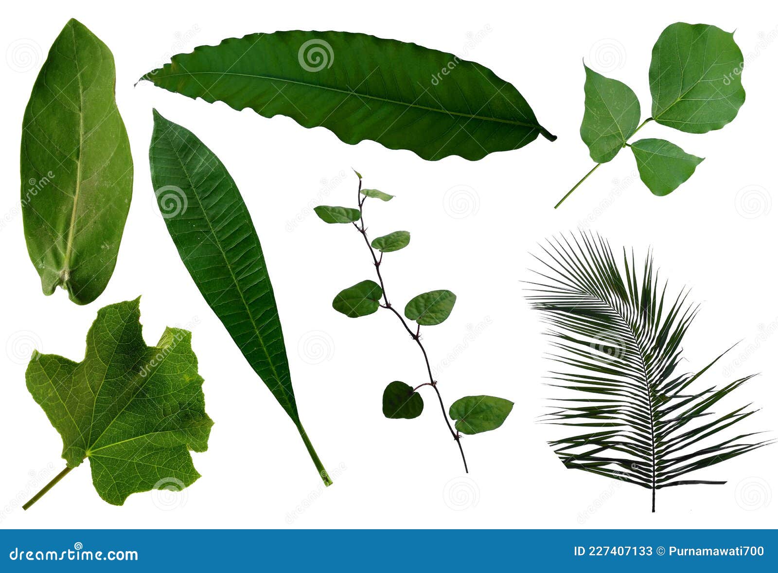 Leaf Frame or Leaves Decoration. Leaf on White Background. Stock Image Image of element