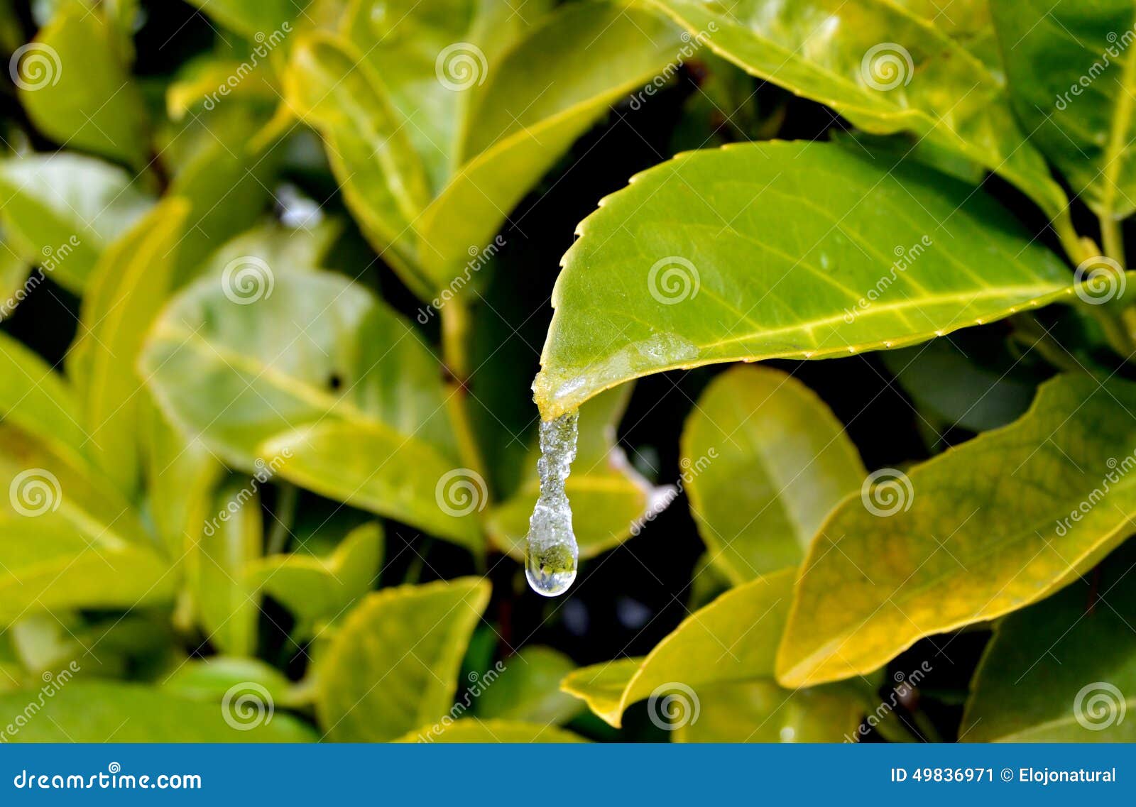 leaf and freeze drop