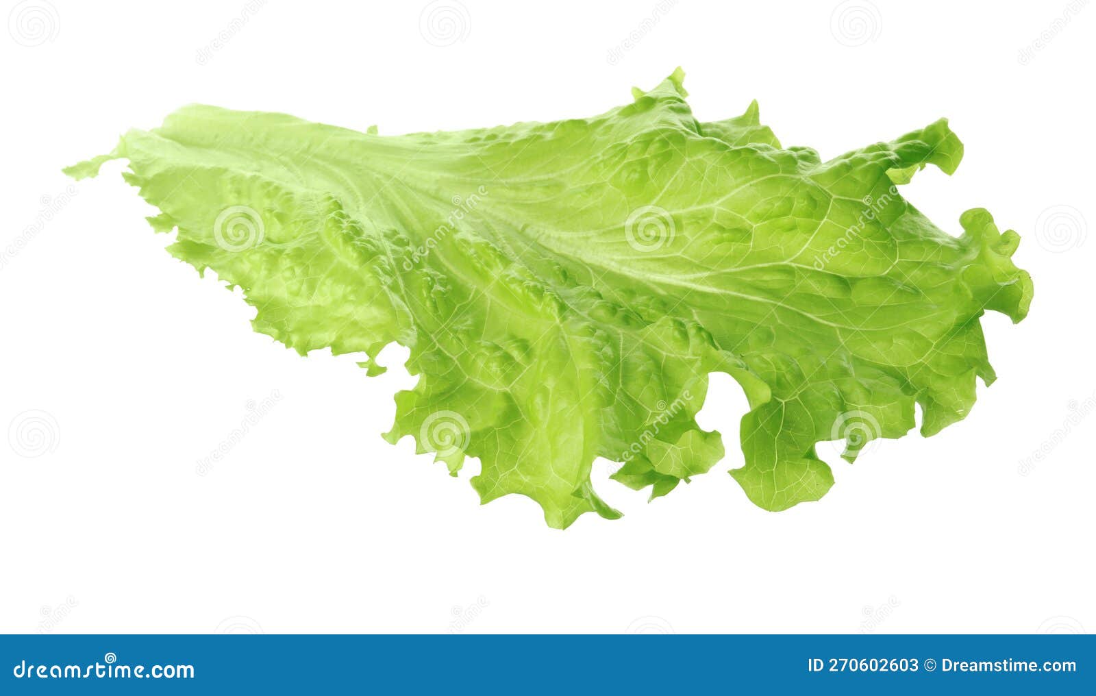 Leaf of Fresh Lettuce for Burger Isolated on White Stock Image Image