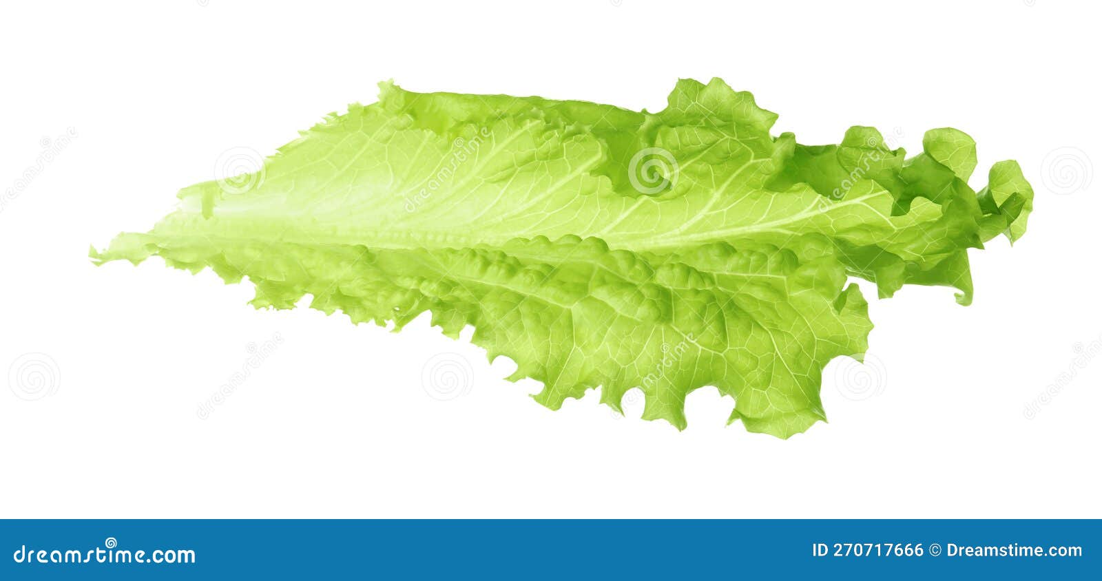Leaf of Fresh Lettuce for Burger Isolated on White Stock Photo Image