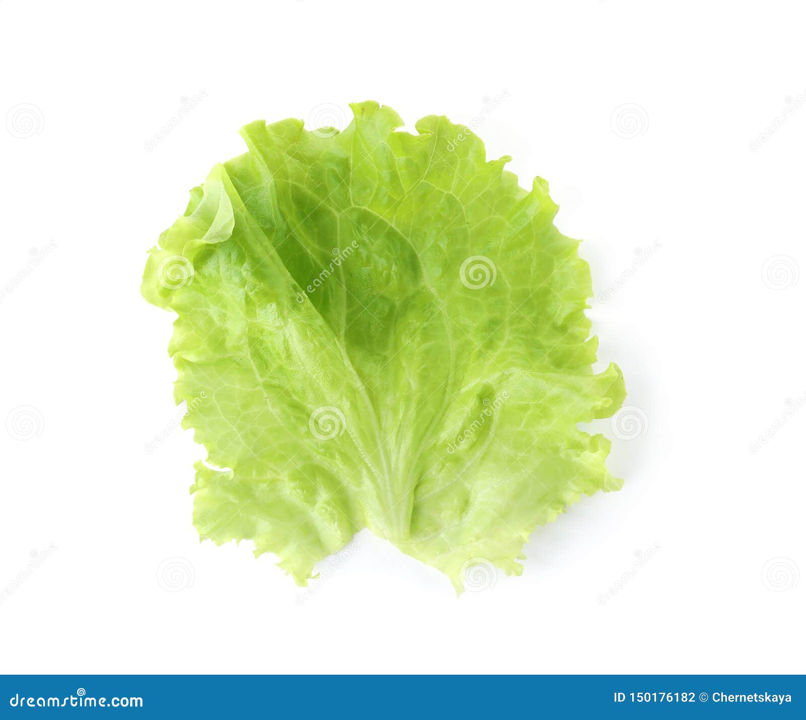 Leaf of Fresh Lettuce for Burger Isolated on White Stock Photo Image