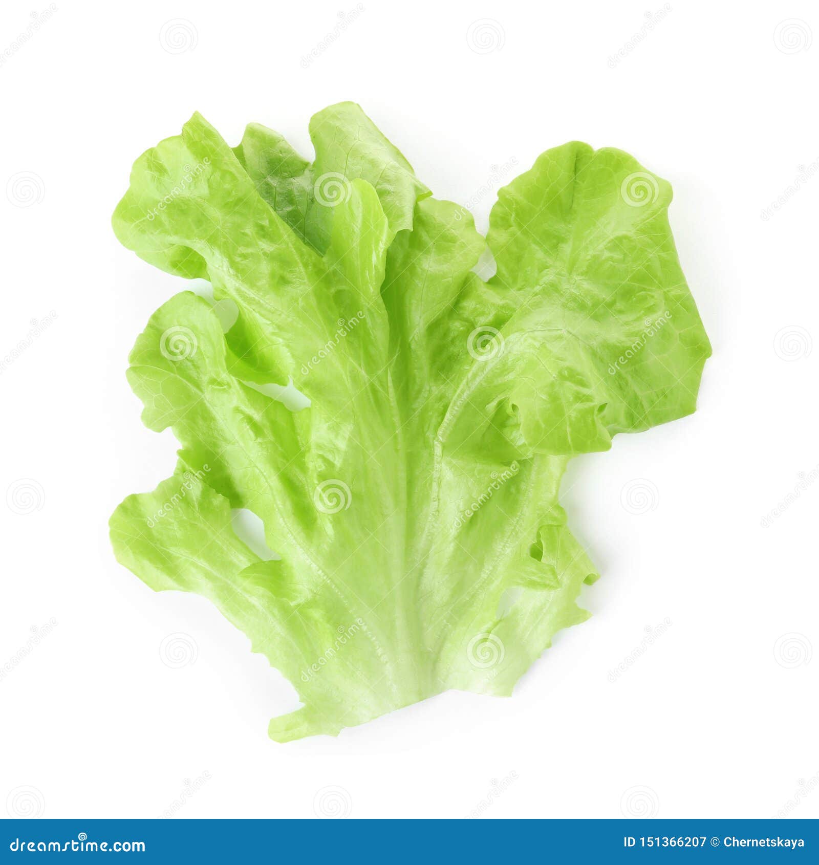 Leaf of Fresh Lettuce for Burger Isolated on White Stock Image Image