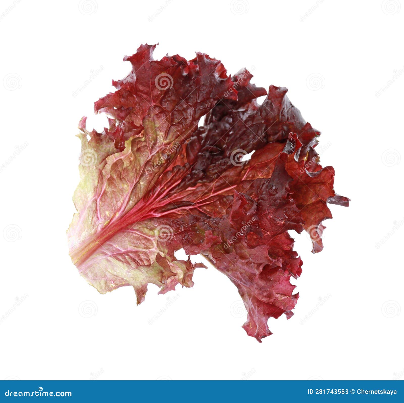 Leaf of Fresh Red Coral Lettuce Isolated on White Stock Image Image