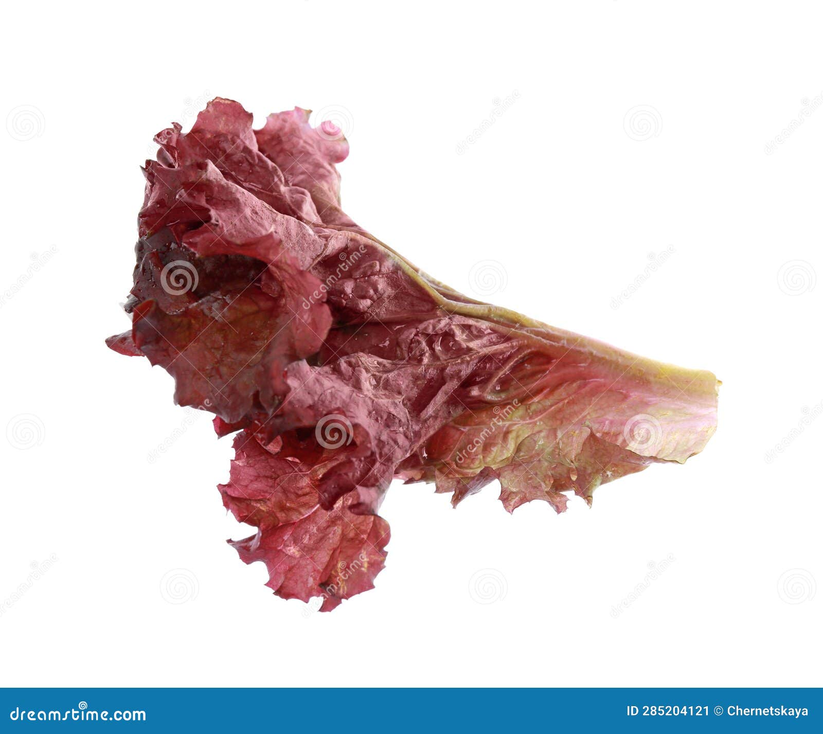 Leaf of Fresh Red Coral Lettuce Isolated on White Stock Image Image