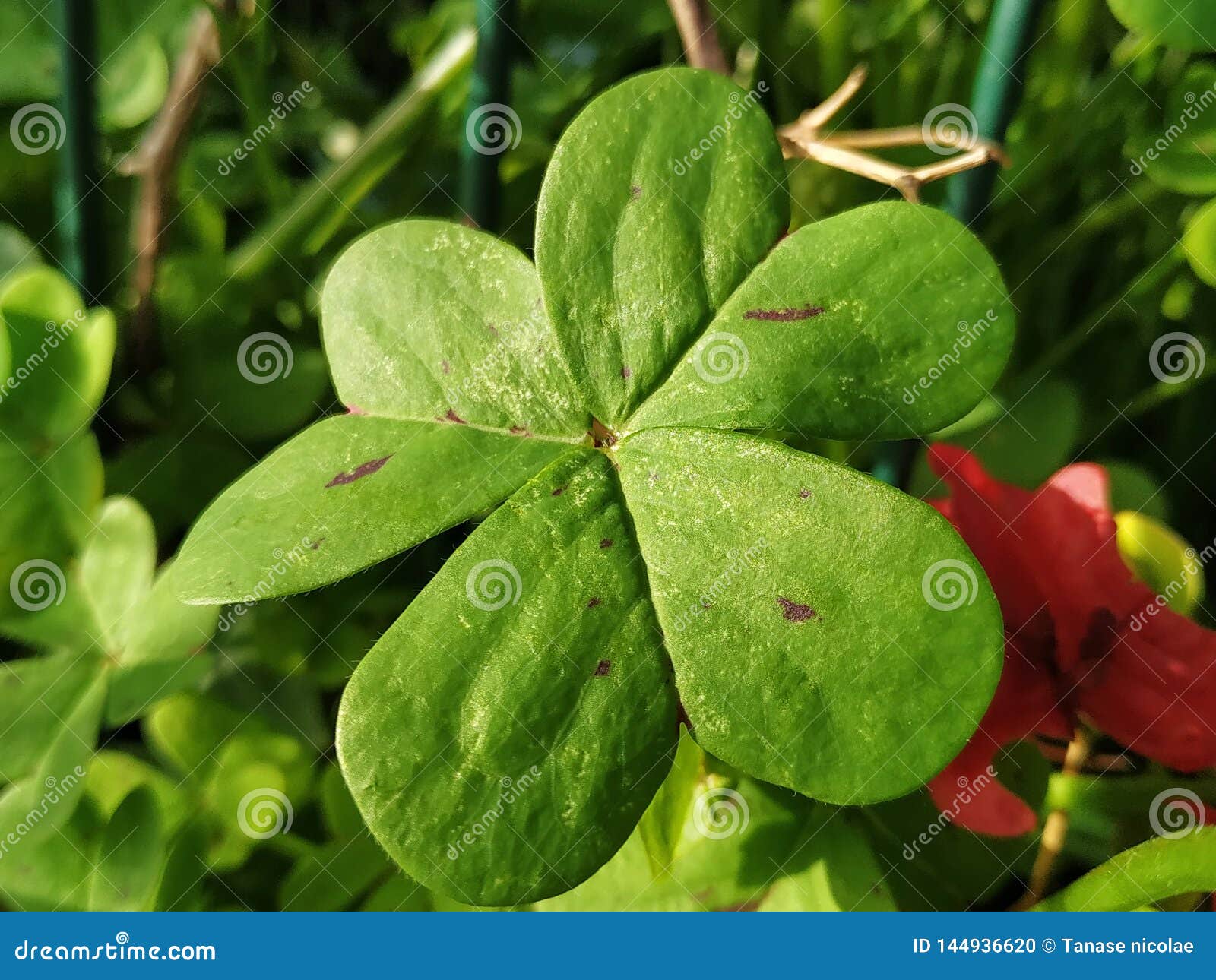 leaf of green clover a day with sun in spain.