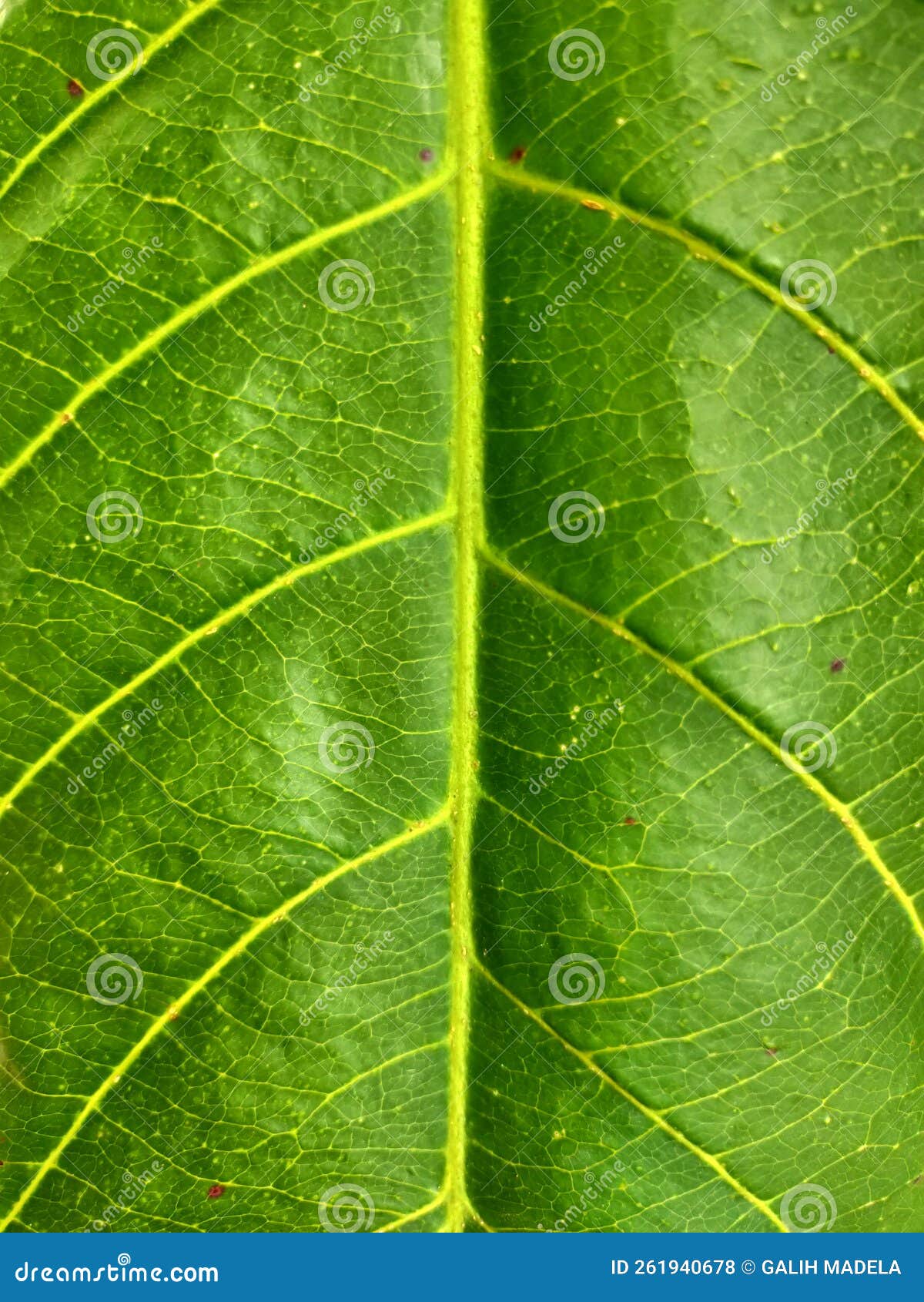 Leaf Green is the Coolest Color To Look at Stock Photo Image of color