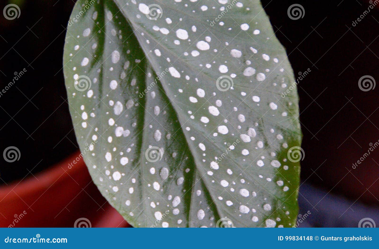 Leaf stock photo. Image of spots, pattern, white, green 99834148