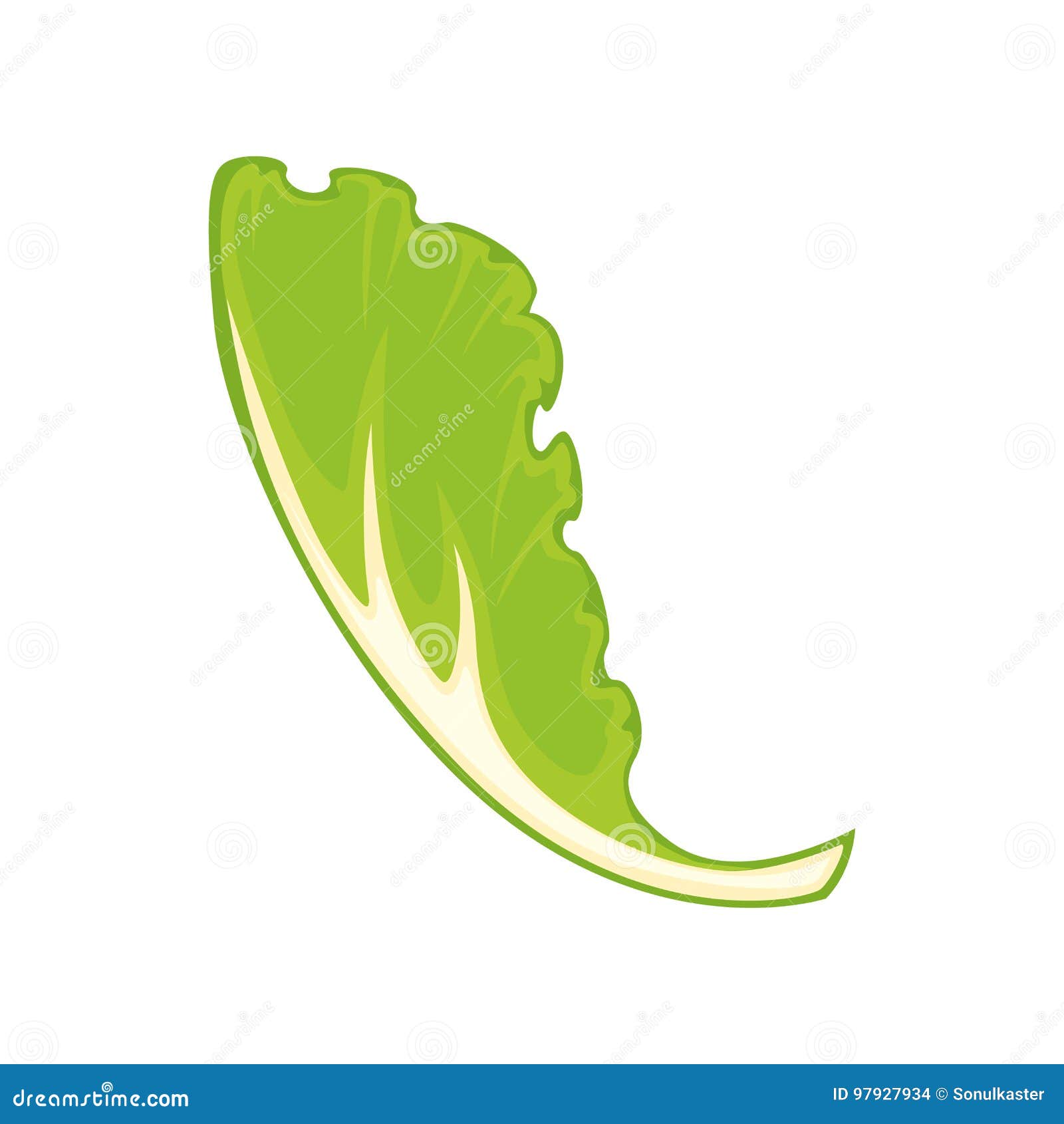 Leaf of green salad stock vector. Illustration of dieting - 97927934