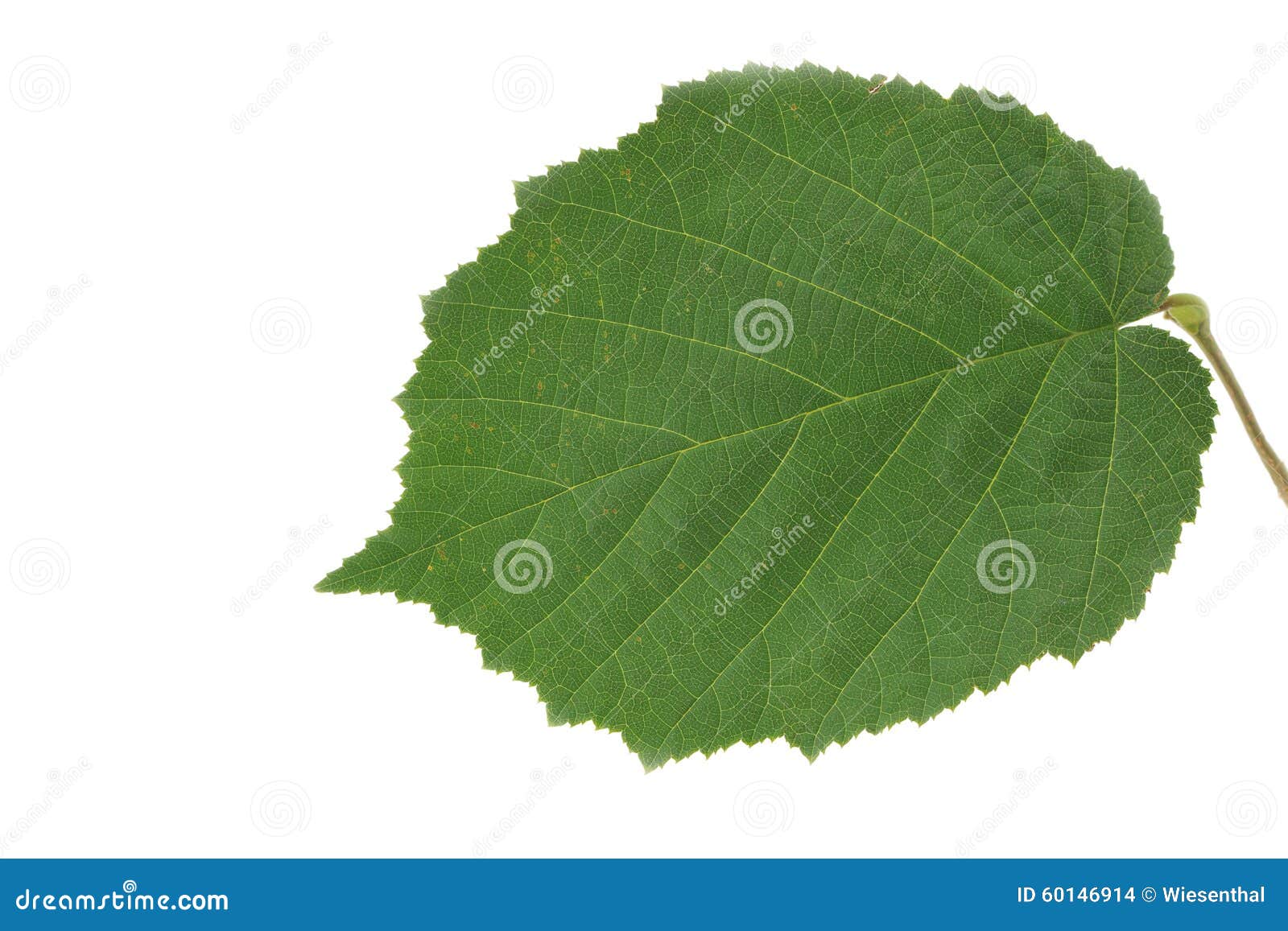 leaf of the hazel tree. close up on white.
