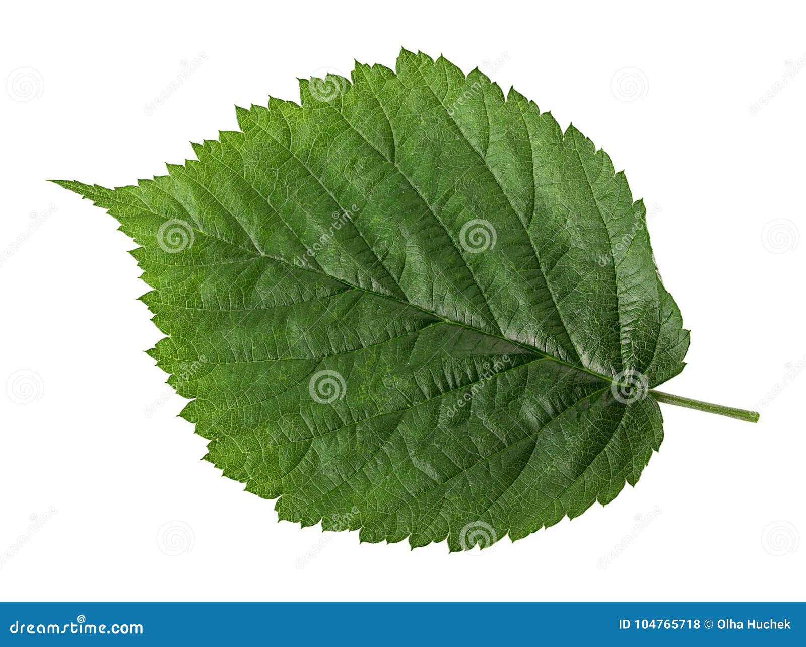 The leaf of hazelnut stock photo. Image of green, design 104765718