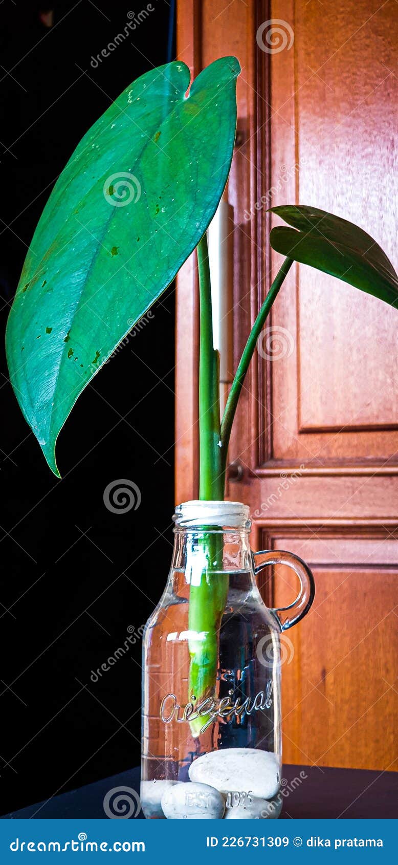 leaf in hidro glass vase