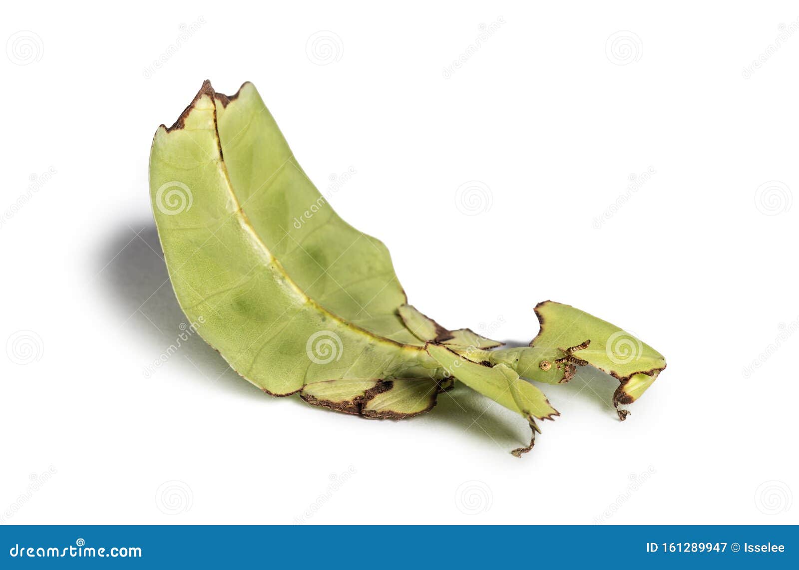 leaf insect, phyllium giganteum, in front of white background