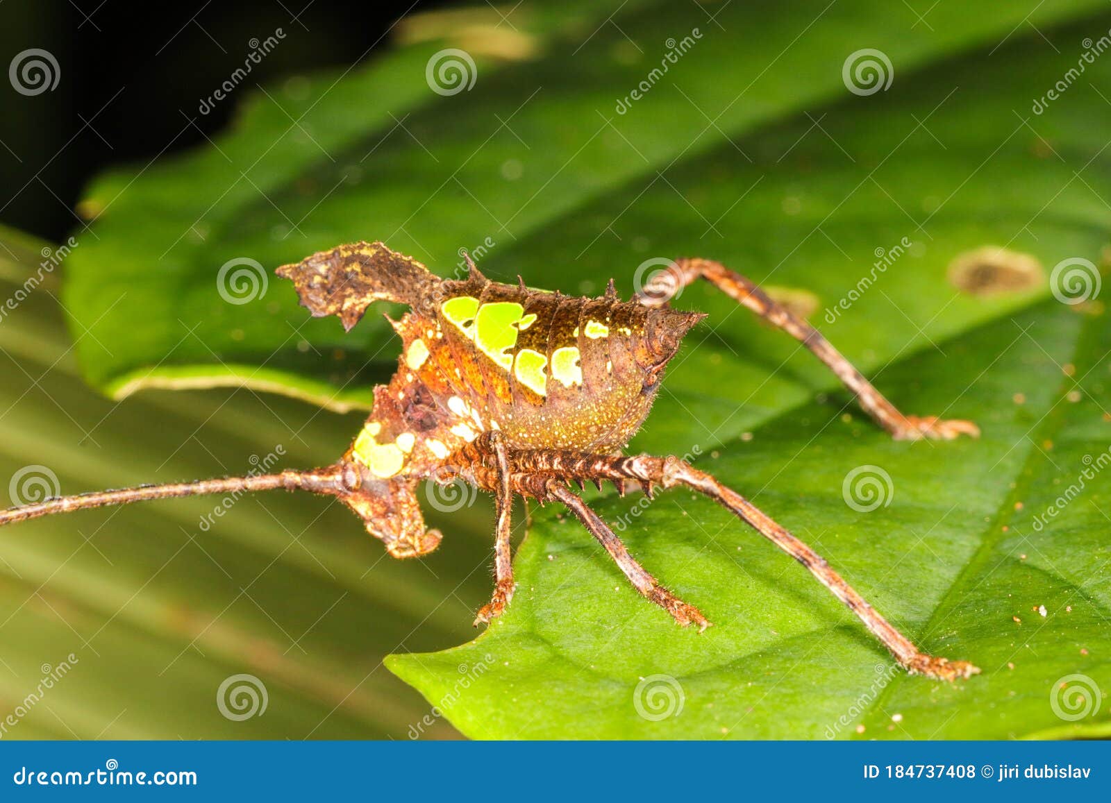 leaf katydid rainforest jungle