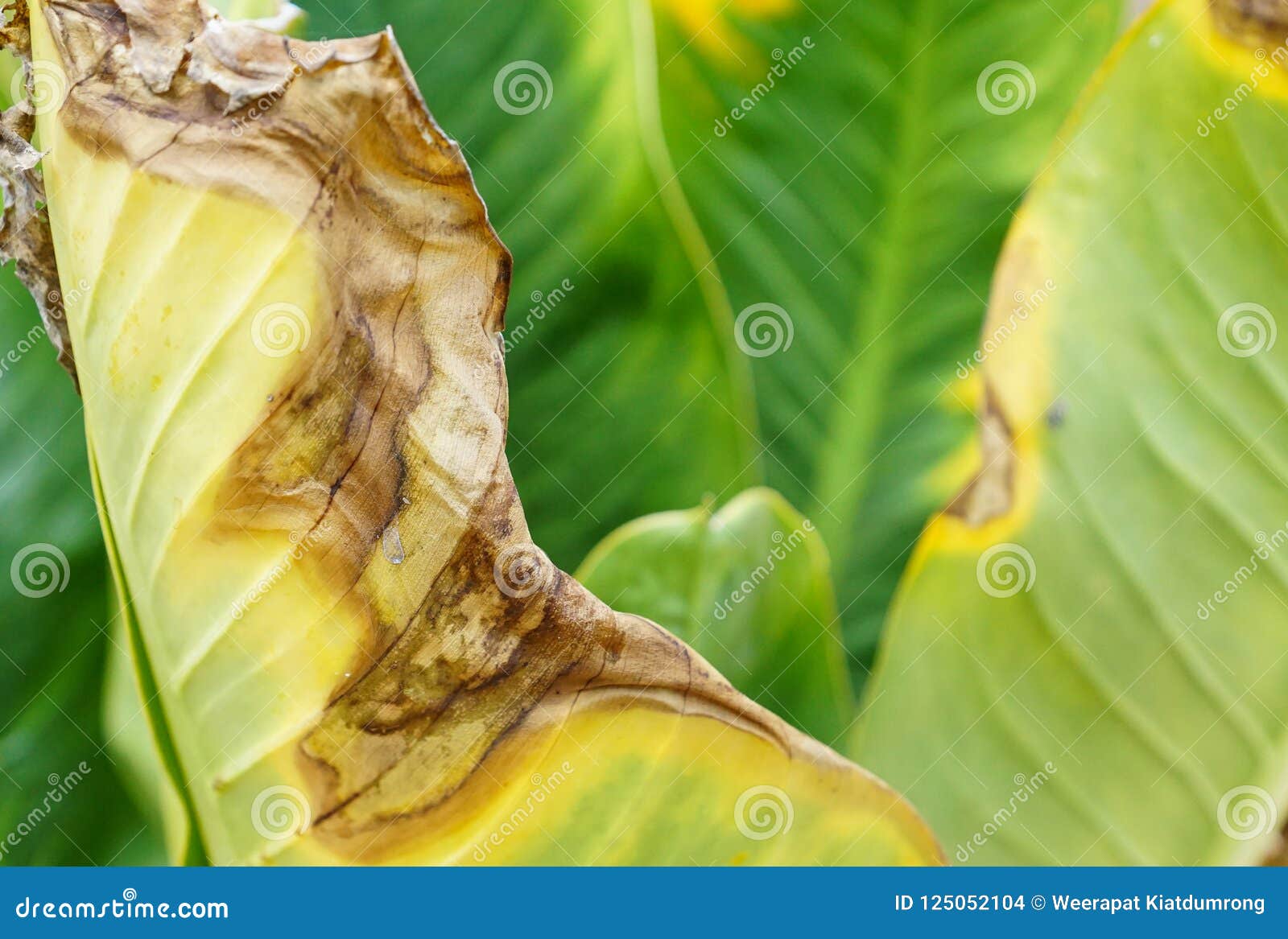 ascochyta leaf blight treatment ascochyta leaf blight treatment