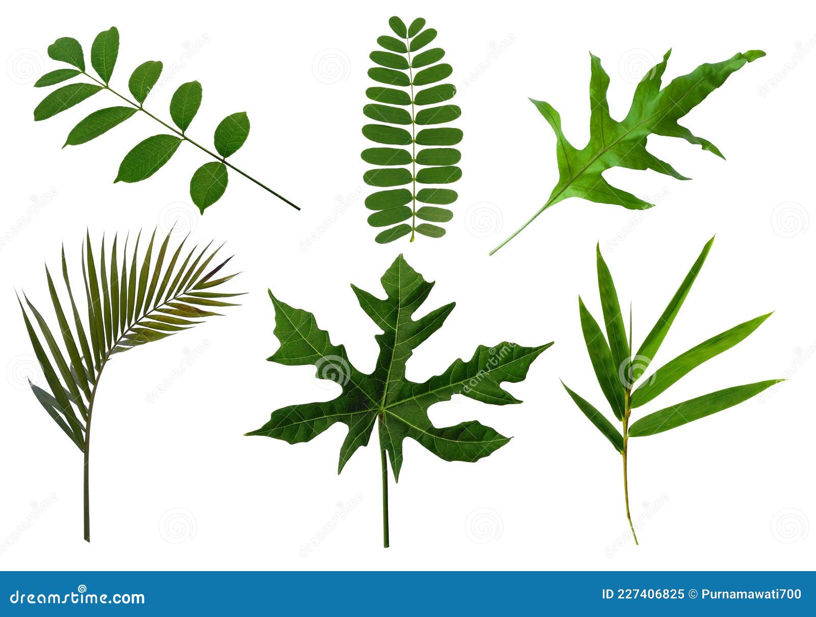 Leaf Frame or Leaves Decoration. Leaf on White Background. Stock Image Image of beauty, leaf