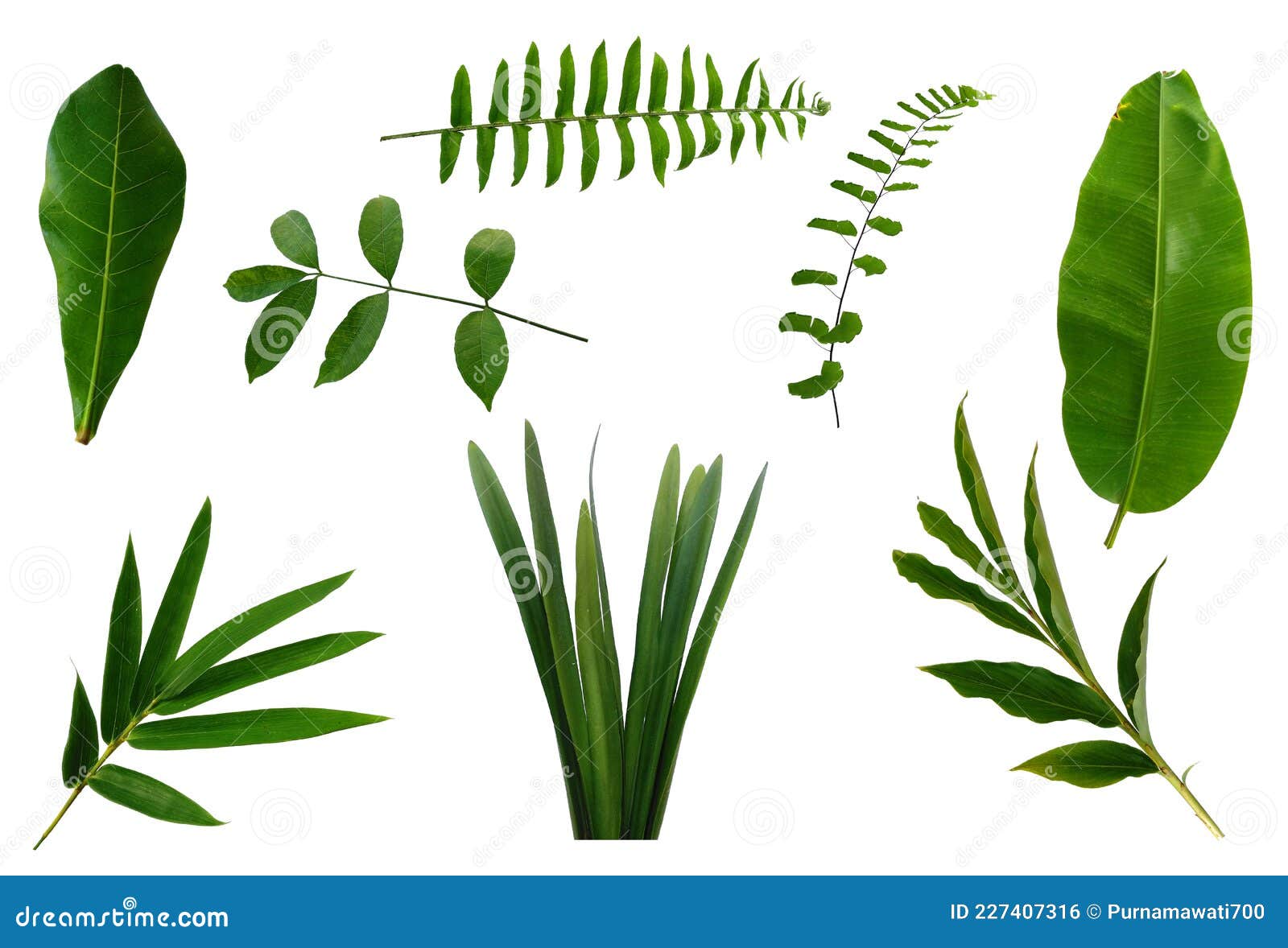 Leaf Frame or Leaves Decoration. Leaf on White Background. Stock Photo Image of closeup