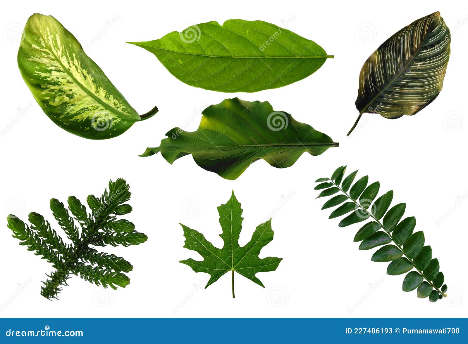 Leaf Frame or Leaves Decoration. Leaf on White Background. Stock Image Image of color, fresh