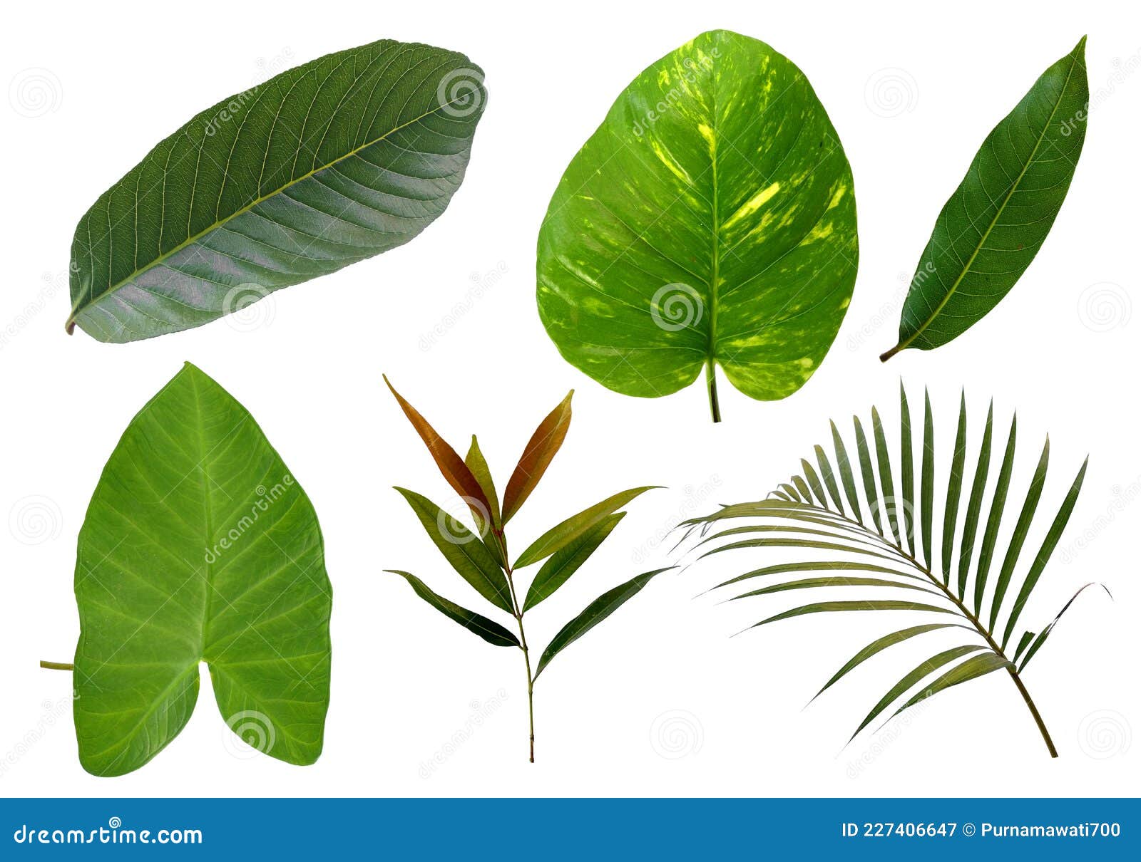 Leaf Frame or Leaves Decoration. Leaf on White Background. Stock Image Image of green
