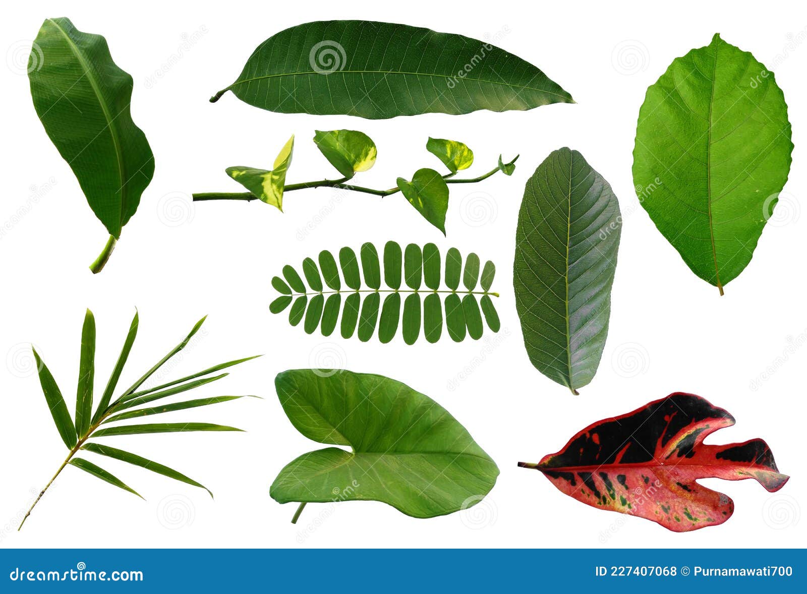 Leaf Frame or Leaves Decoration. Leaf on White Background. Stock Photo Image of botany