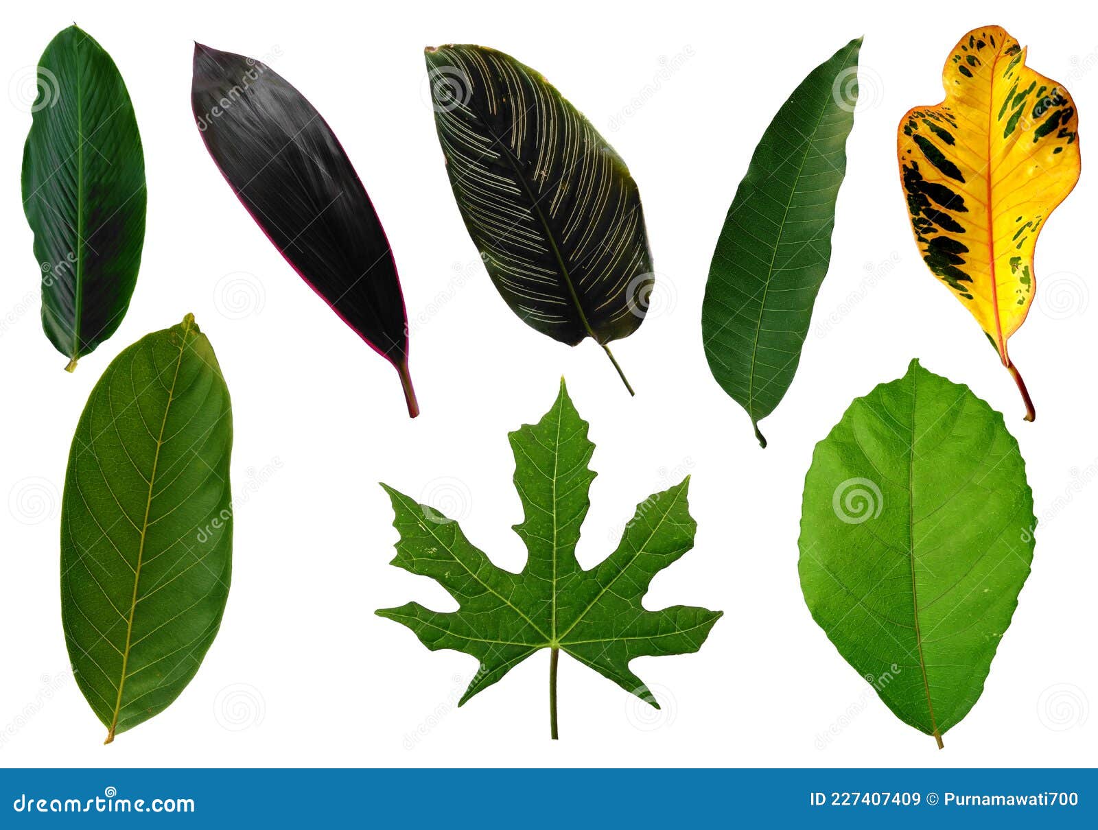 Leaf Frame or Leaves Decoration. Leaf on White Background. Stock Image Image of decoration