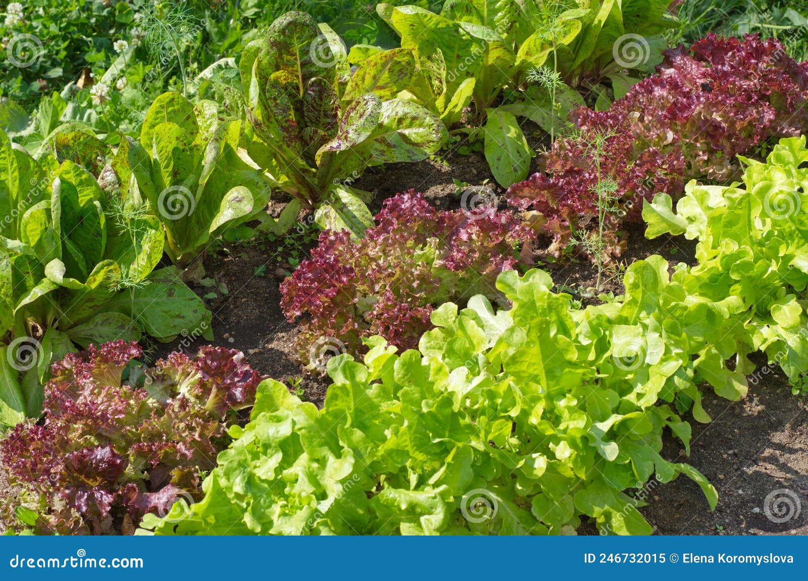 Leaf Lettuce of Different Varieties Grows in the Vegetable Garden Stock