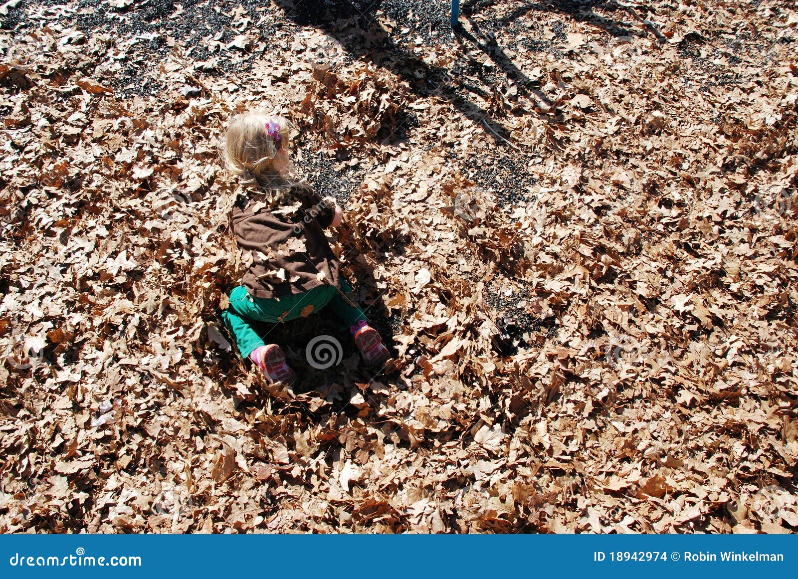 Leaf stock photo. Image of juvenile, play, playing 18942974