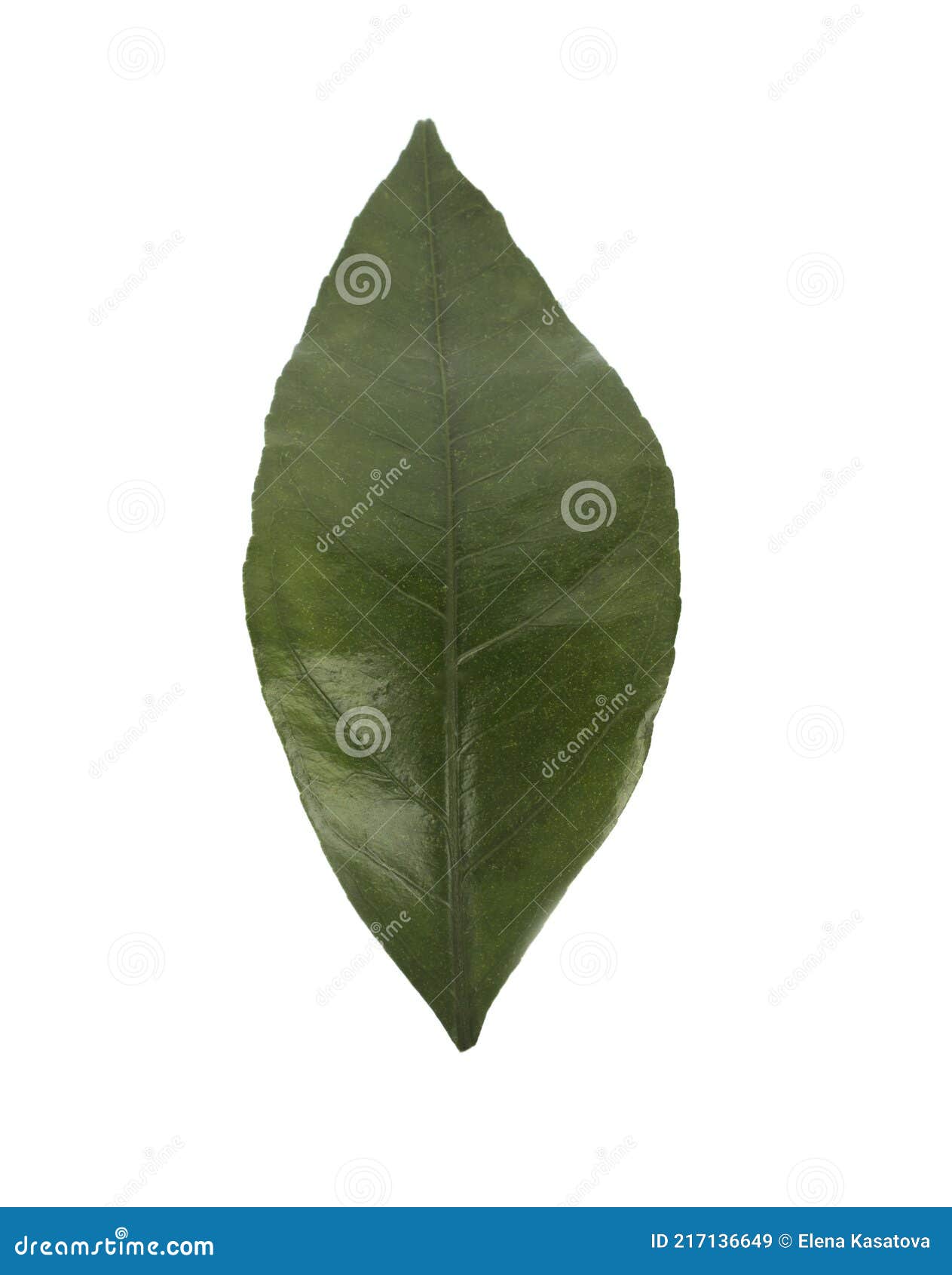 Leaf of Mandarin Tree Isolated Stock Image Image of object, branch