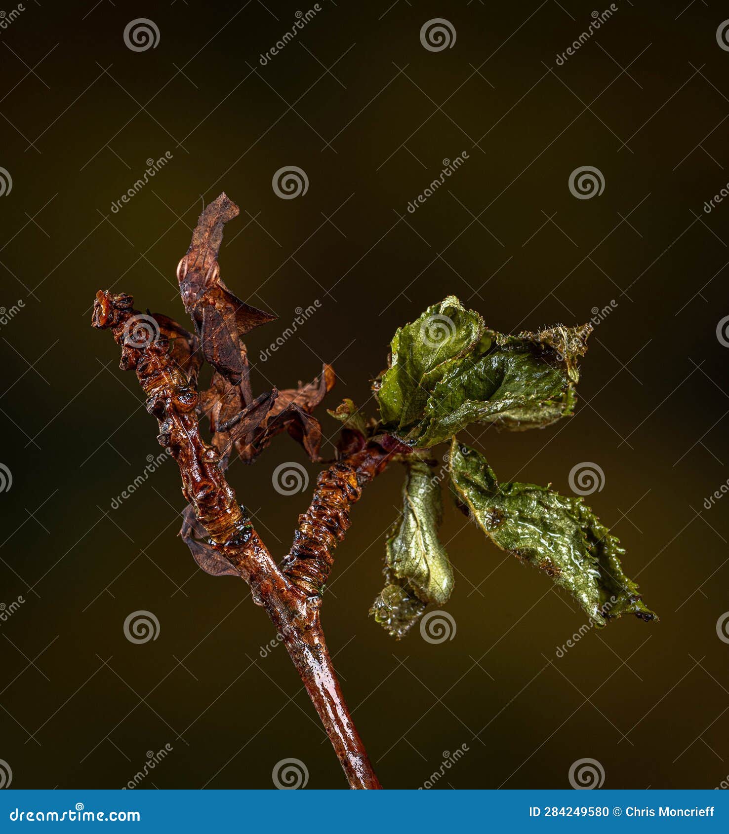 leaf mantis (acanthops centralis)