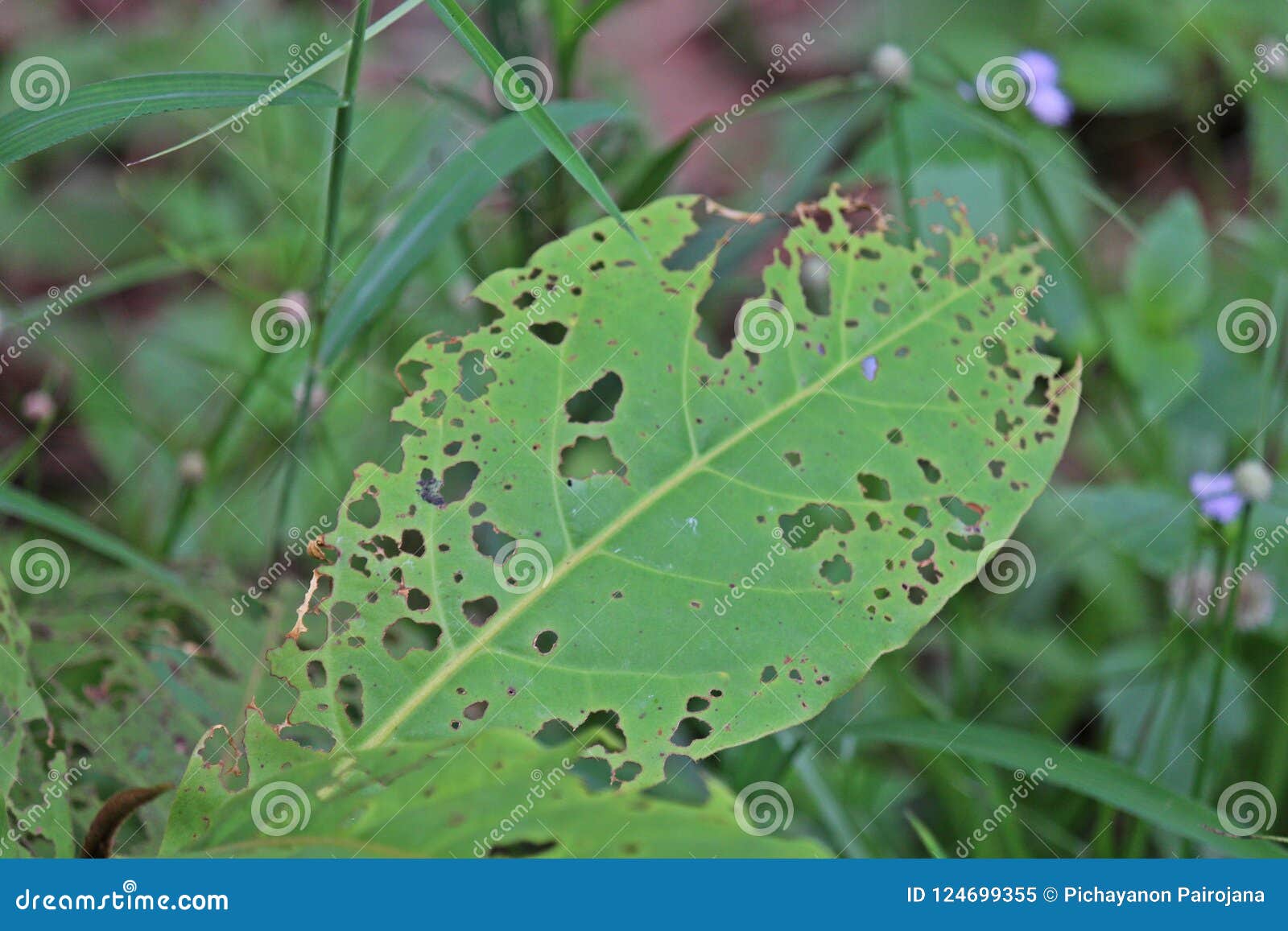 Insects bite leaf. stock image. Image of pest, tree 124699355