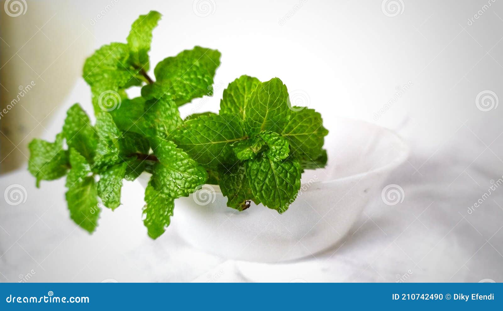Leaf Mint Herbal System Immun Body Stock Photo Image of leaf, mint
