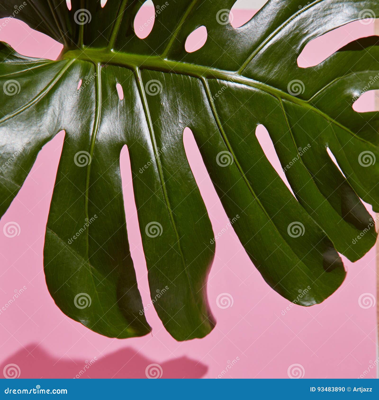 Leaf Monstera on Pink Background Stock Photo Image of curve, nature