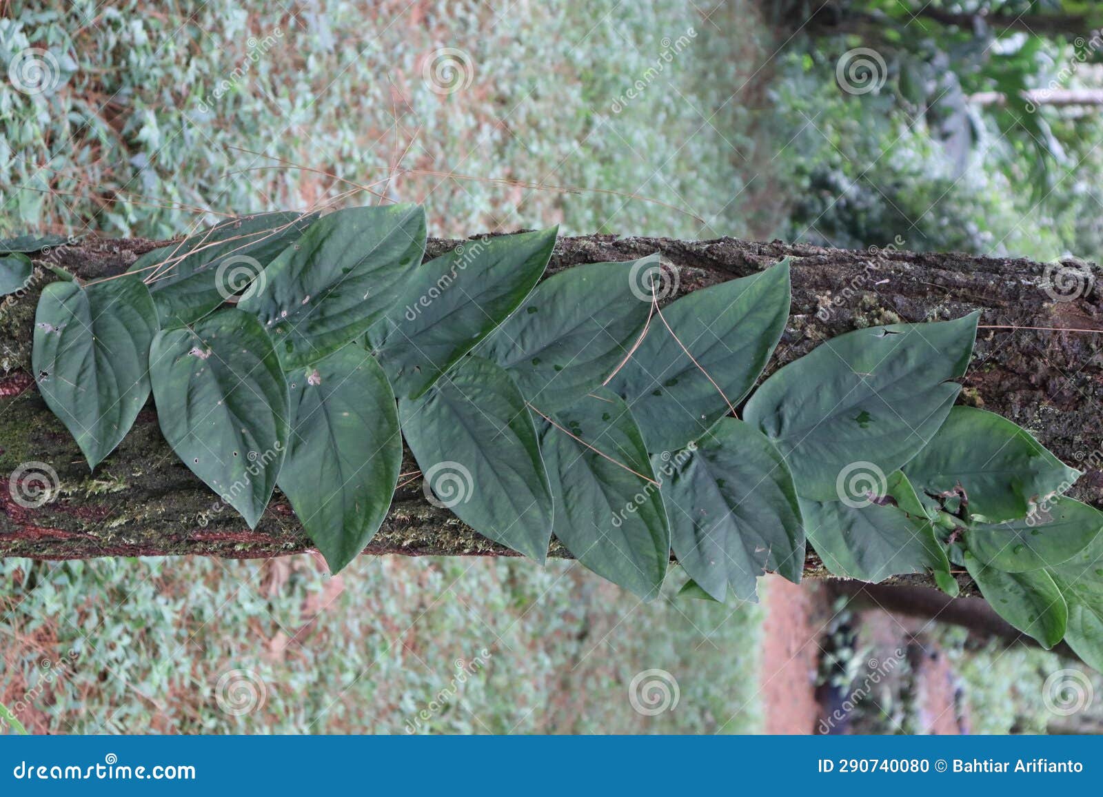 Leaf Motifs on Tree Trunks during the Day Stock Photo Image of leaf, wildflower 290740080