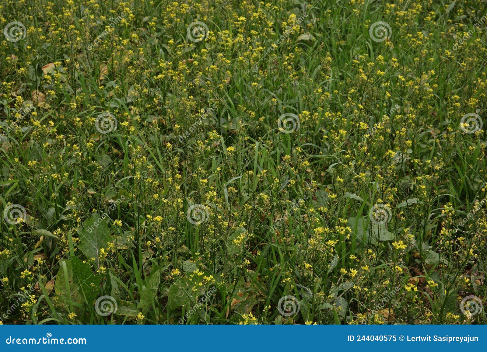 Leaf Mustard, Indian Mustard or Chinese Mustard Vegetable Stock Image