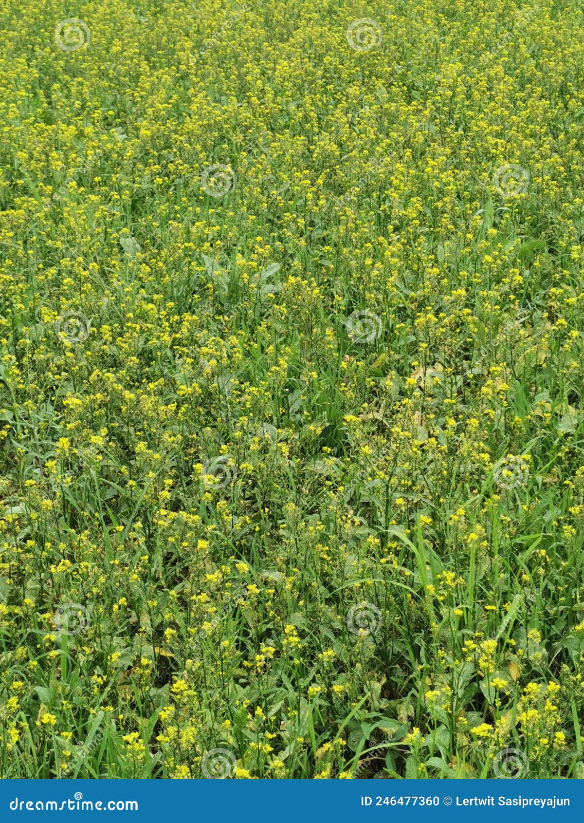 Leaf Mustard, Indian Mustard or Chinese Mustard Vegetable Stock Photo