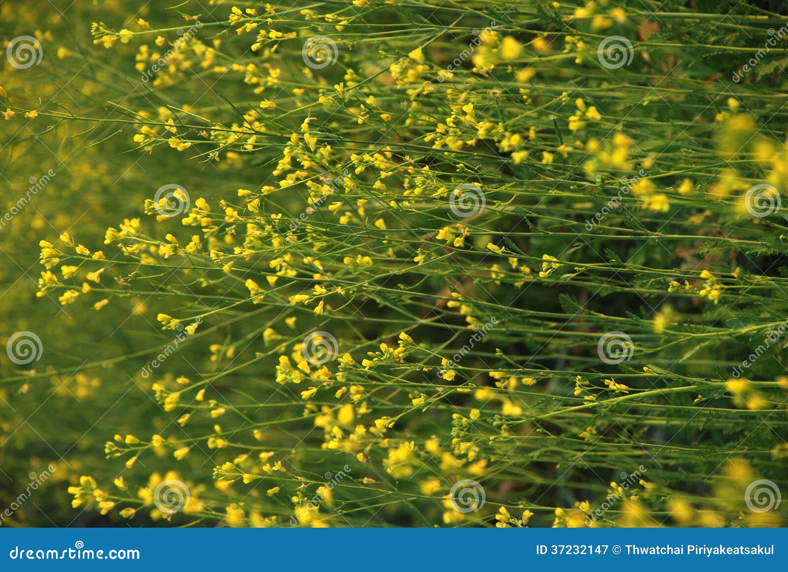 Leaf Mustard/ Indian Mustard Stock Image Image of leaves, green 37232147