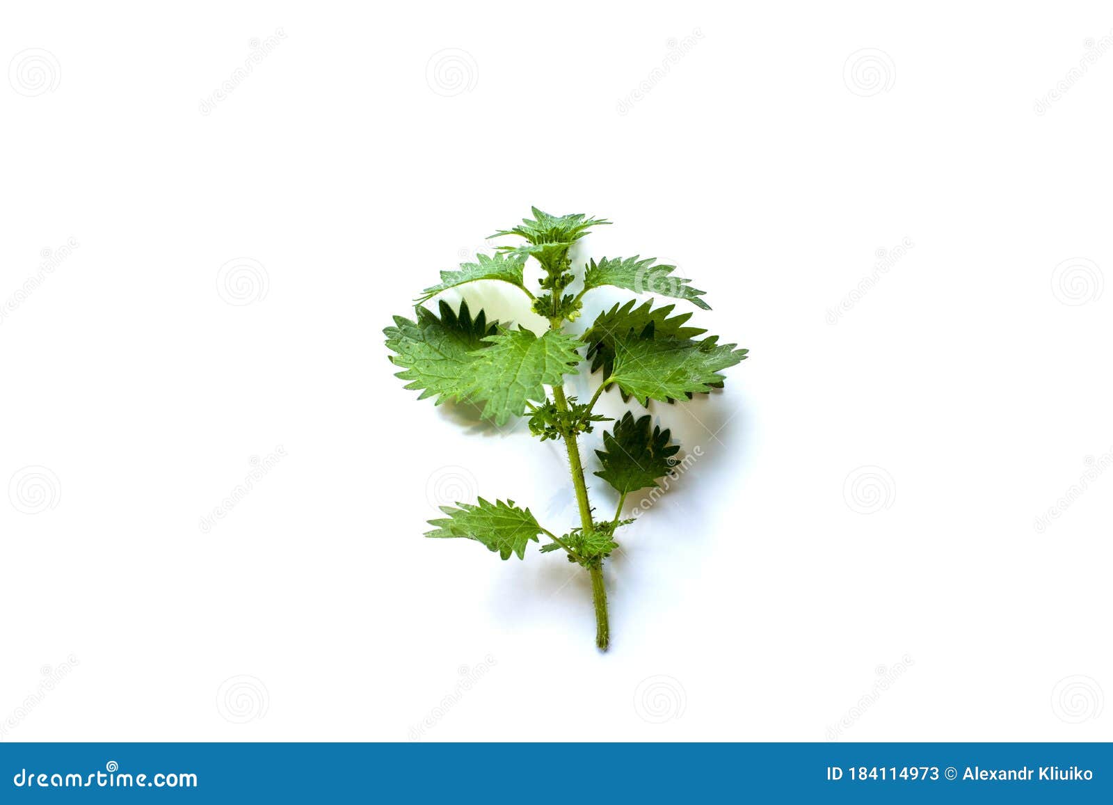 Leaf of Nettle on White Background. Nettle Plant Isolated Stock Image ...
