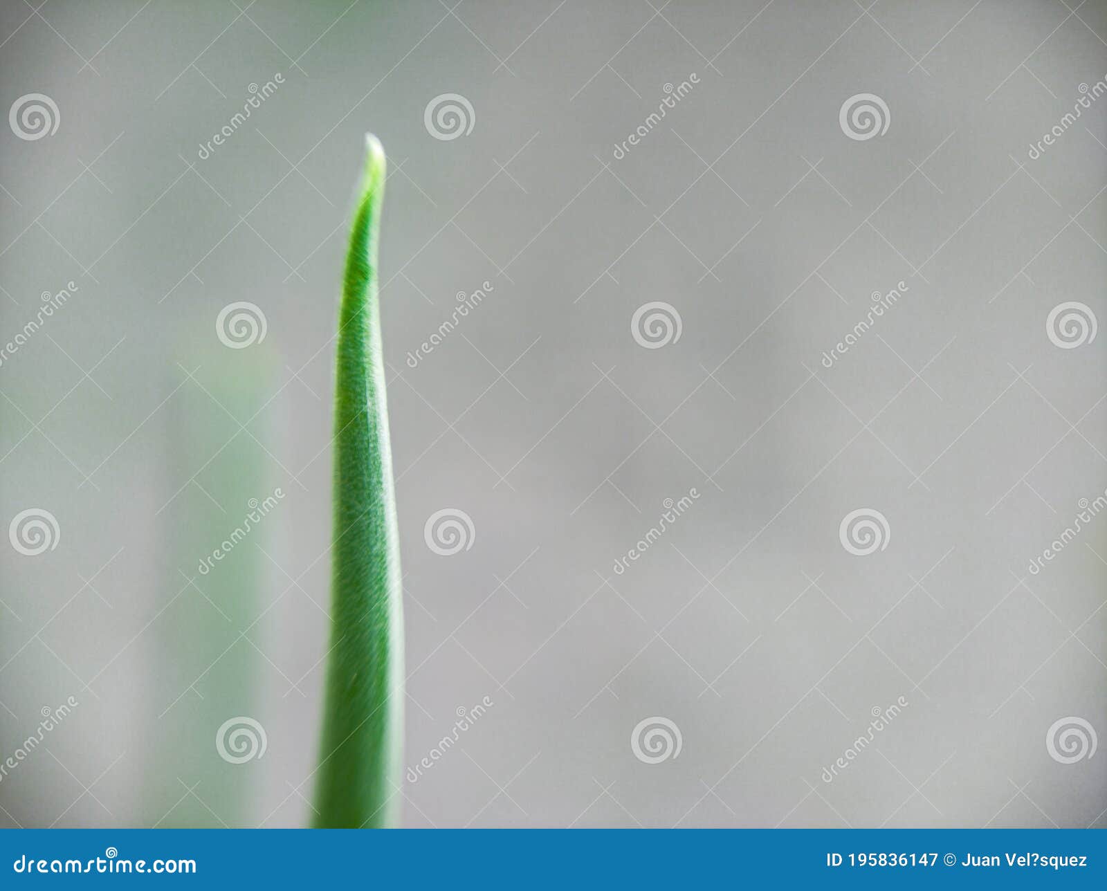 Leaf of onion plant stock image. Image of yellow, glass 195836147