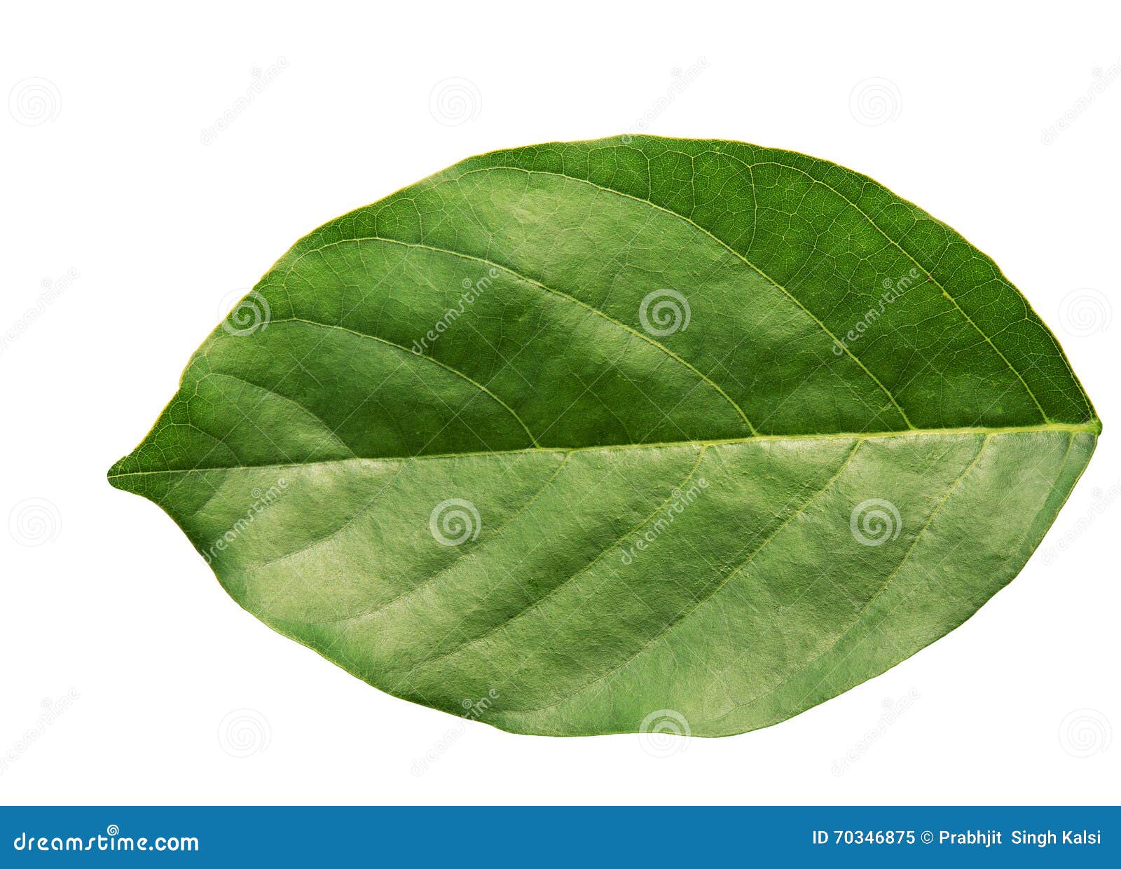 Leaf stock image. Image of leaf, leaves, foliage, green - 70346875