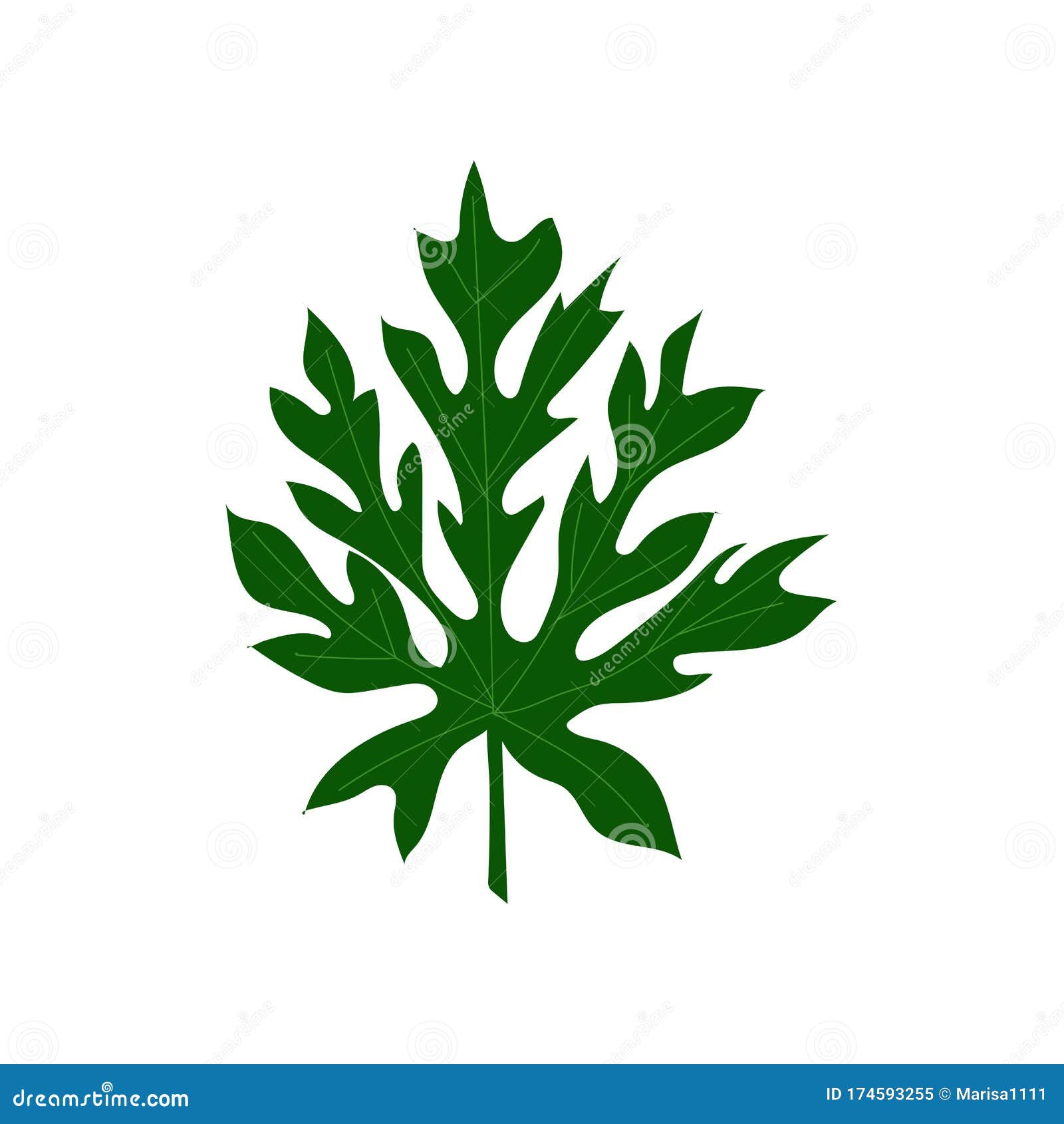 Leaf of Papaya Fruit Isolated on a White Background. Vector Hand Drawn Illustration Stock