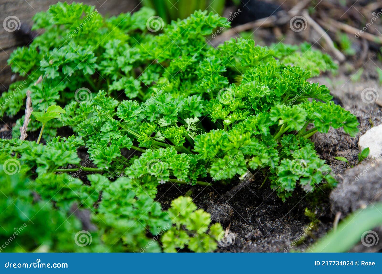 Leaf parsley stock photo. Image of leaf, lettuce, growth 217734024