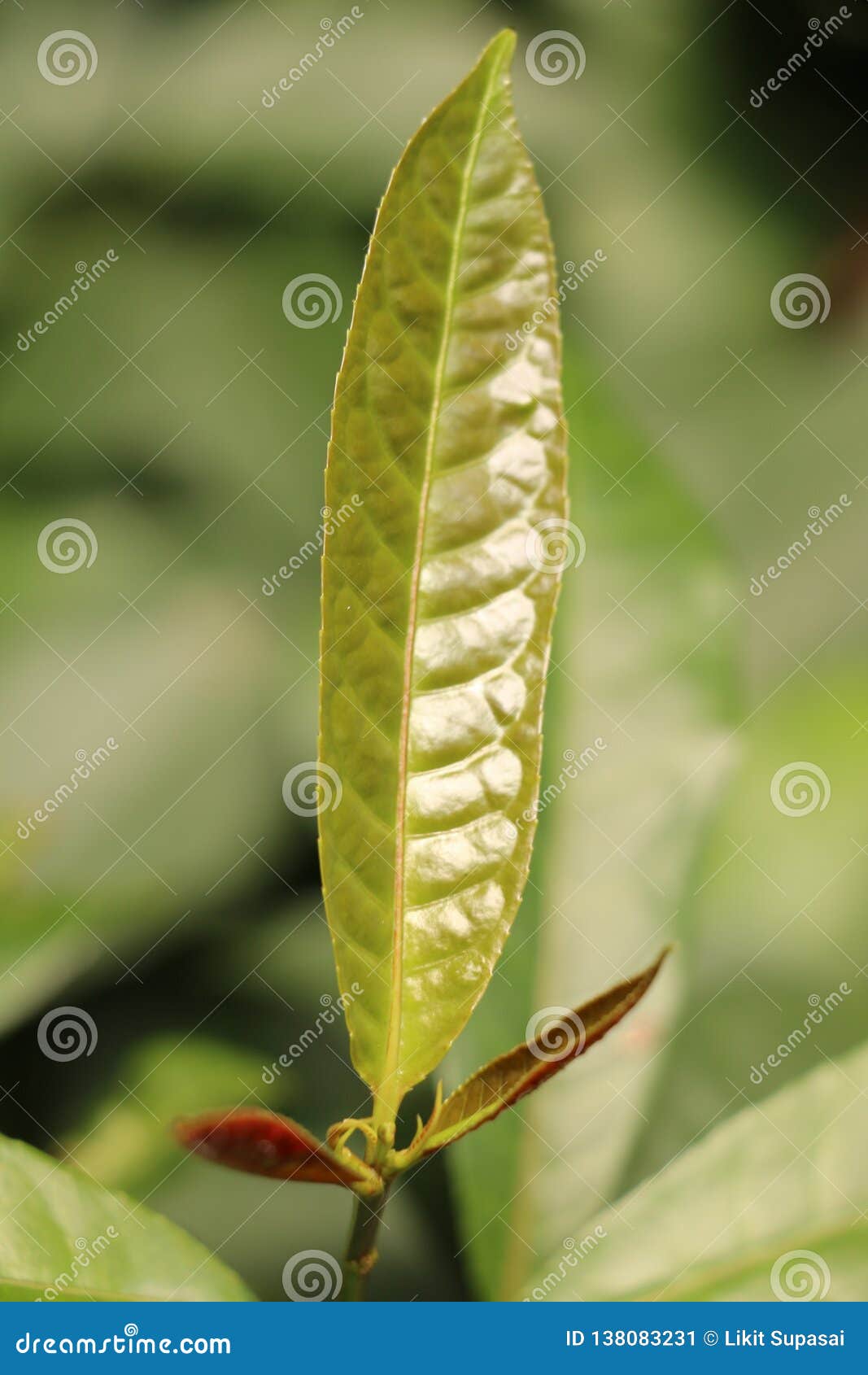 leaf picara herbal in garden