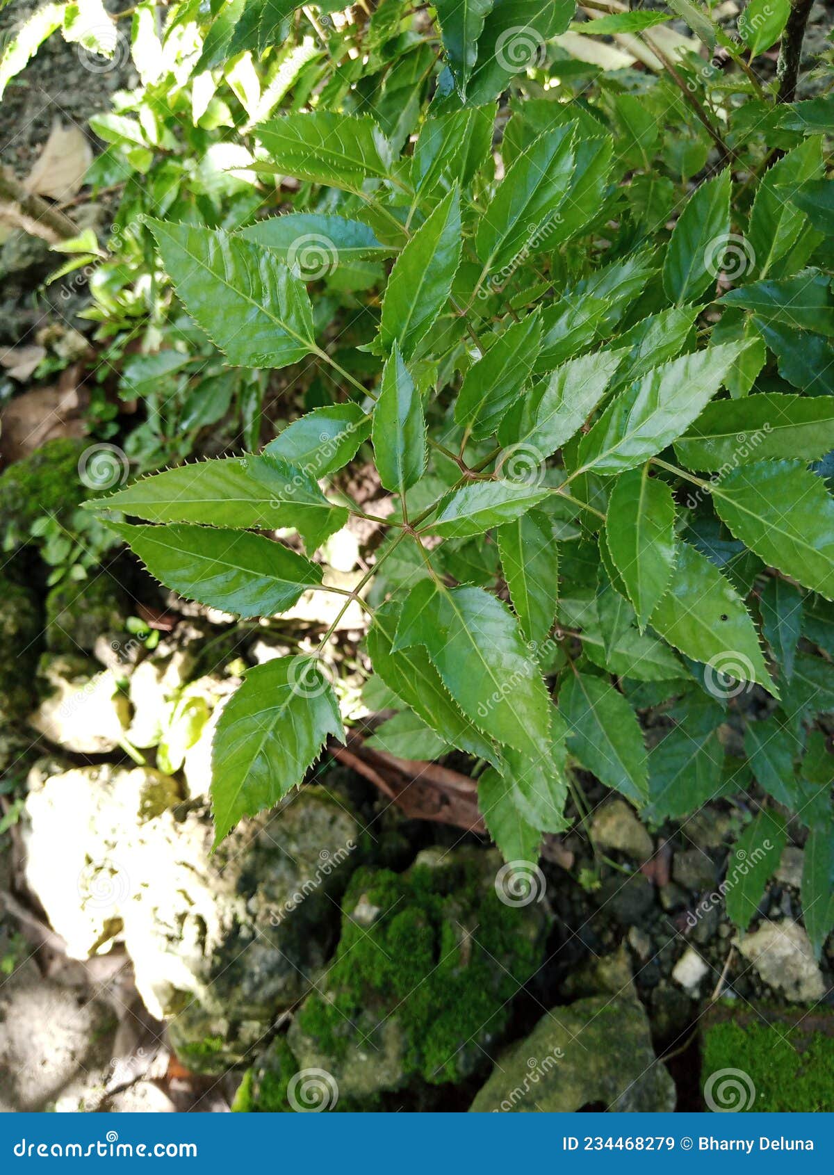 leaf of polyscias frukticosa