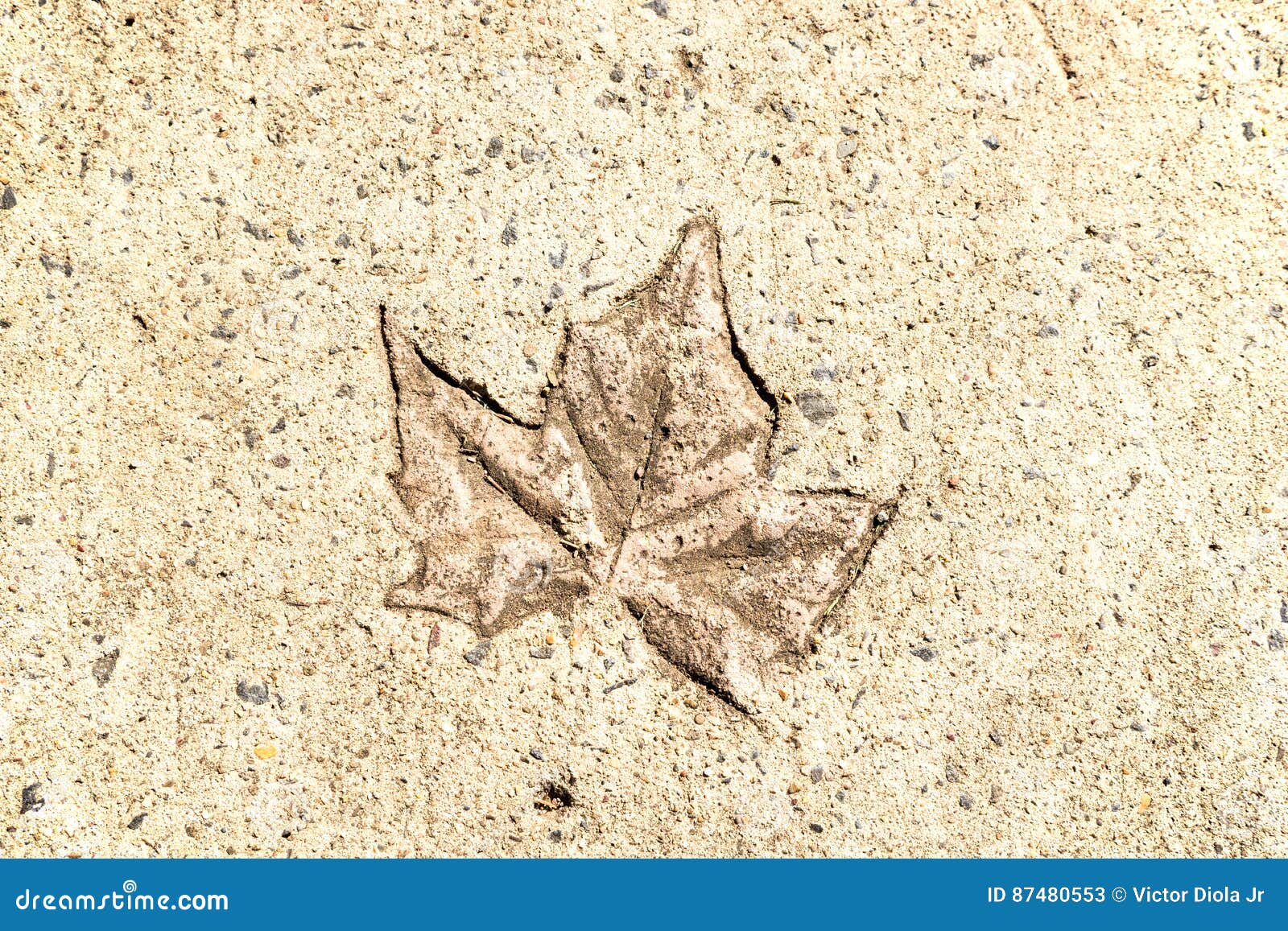 Leaf Print On Concrete stock image. Image of picking - 87480553