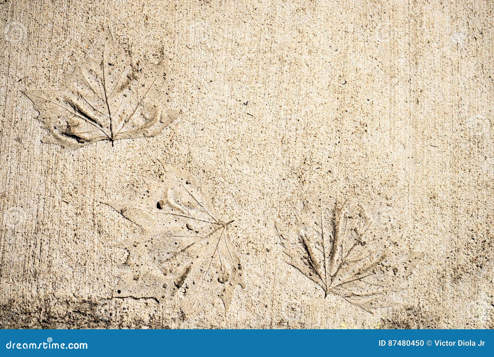 Leaf Prints on Concrete stock photo. Image of carve, texture - 87480450